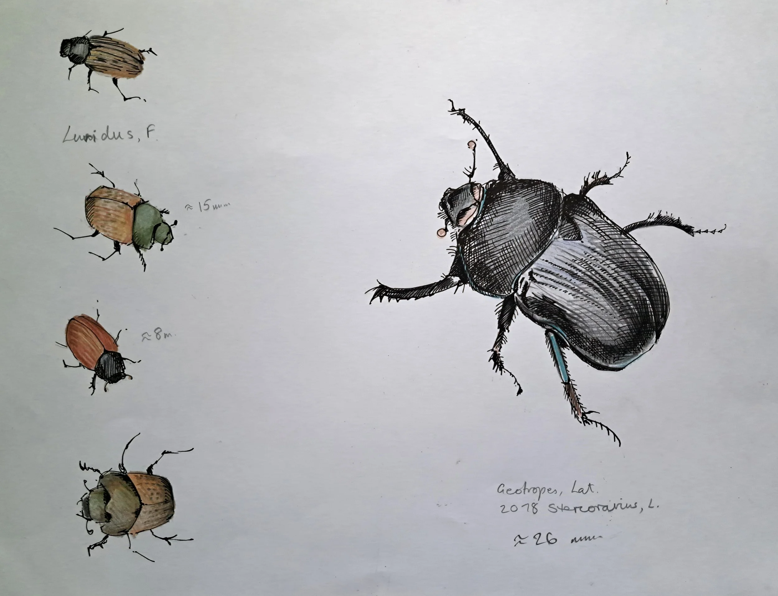 geotrupes.jpg