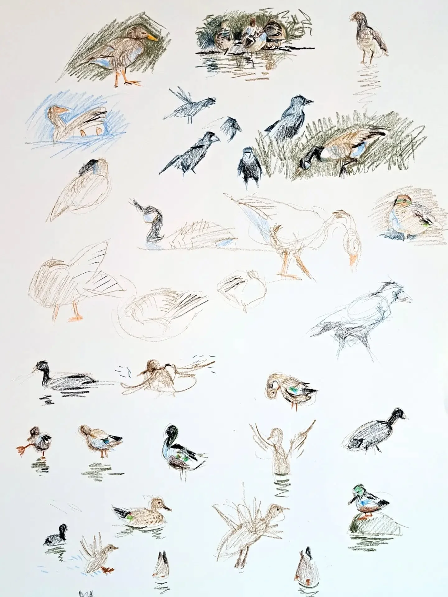 Absolutely beautiful day @wwtslimbridge yesterday in hides sketching birds doing their thing. I love the light touch with which they attract wildlife - those cormorants love basking on the 'fence' in the water. Last image is from earlier this year, I