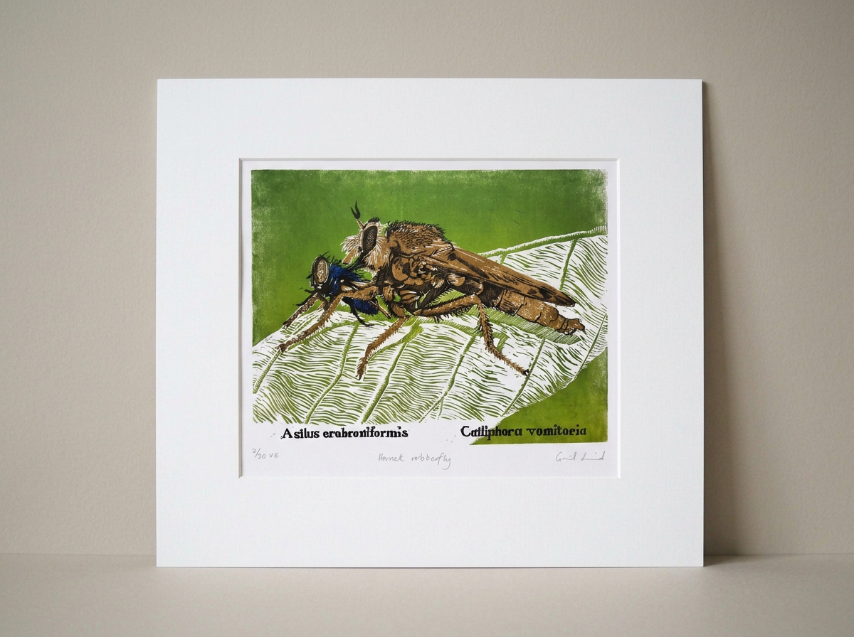 a multicoloured linocut print of a hornet robberfly sucking the life out of a bluebottle