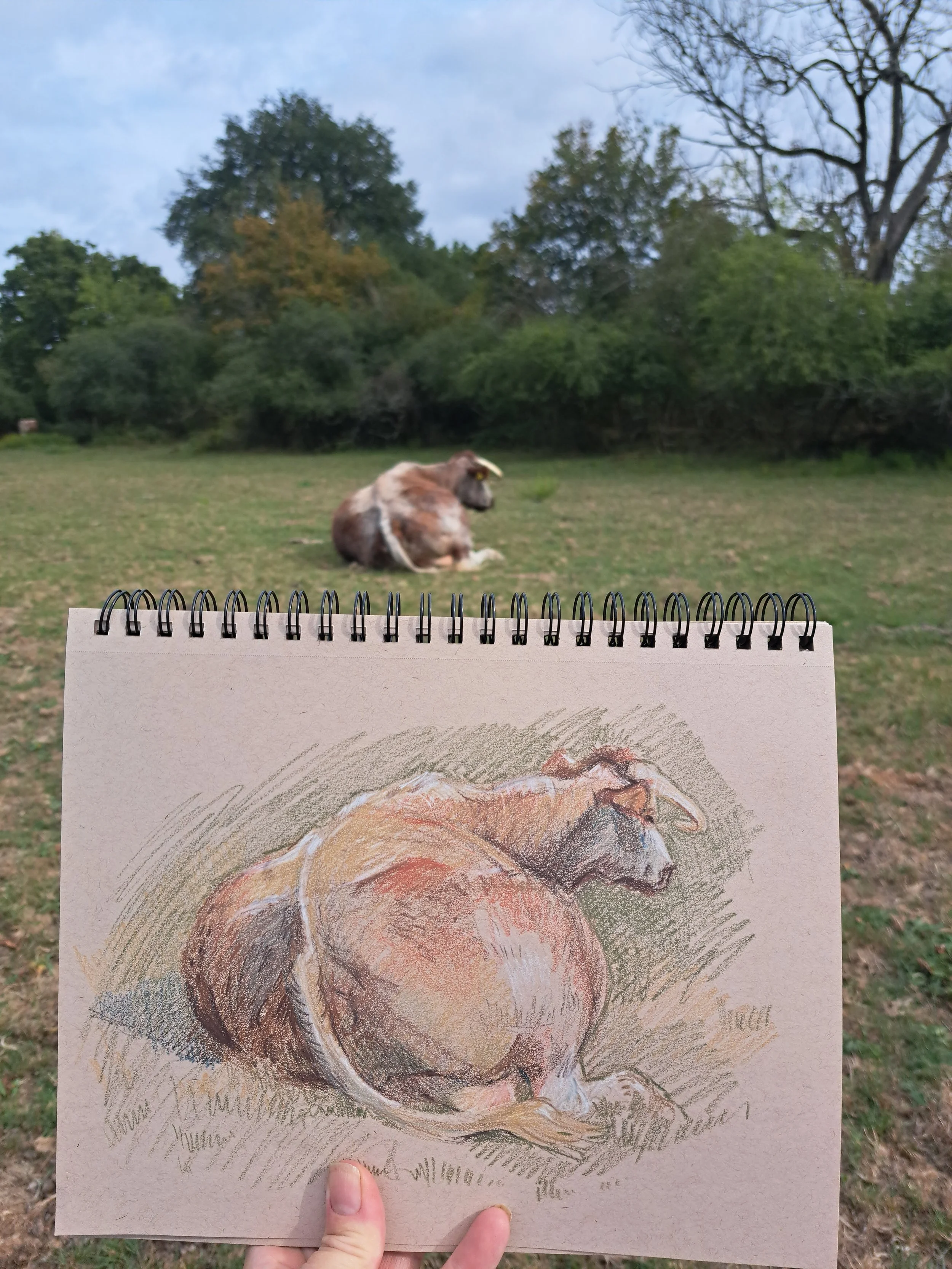 Knepp-longhorn-sketch2 (2).jpg