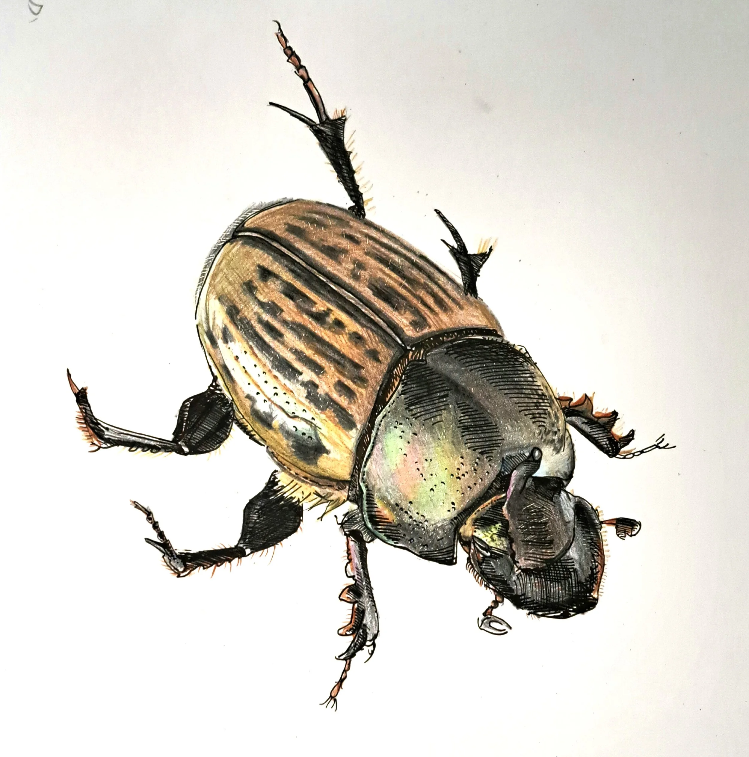 onthophagus medius.jpg