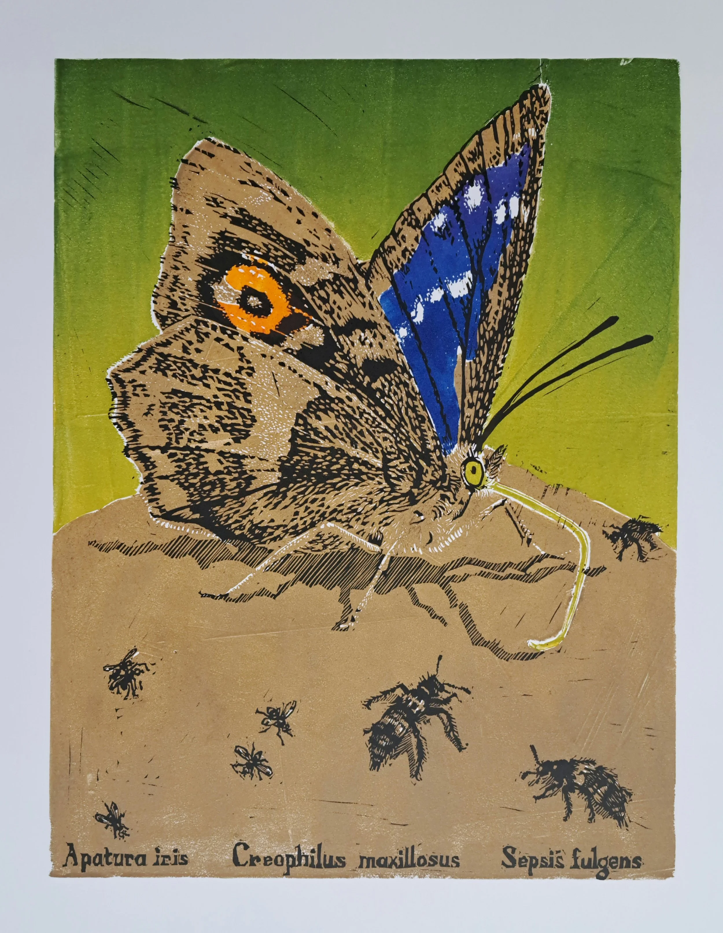Purple emperor linocut.jpg