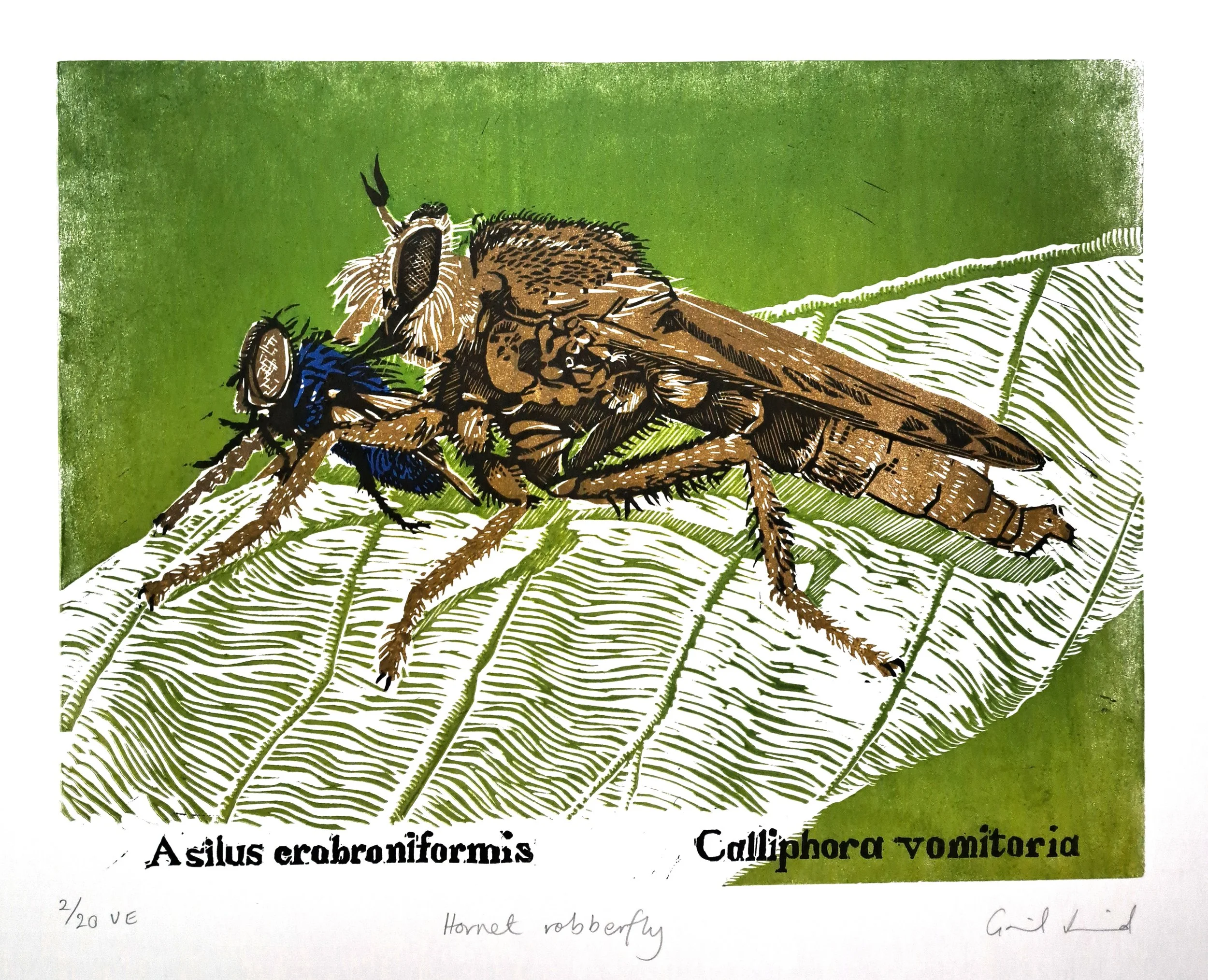 Hornet robberfly linocut.jpg