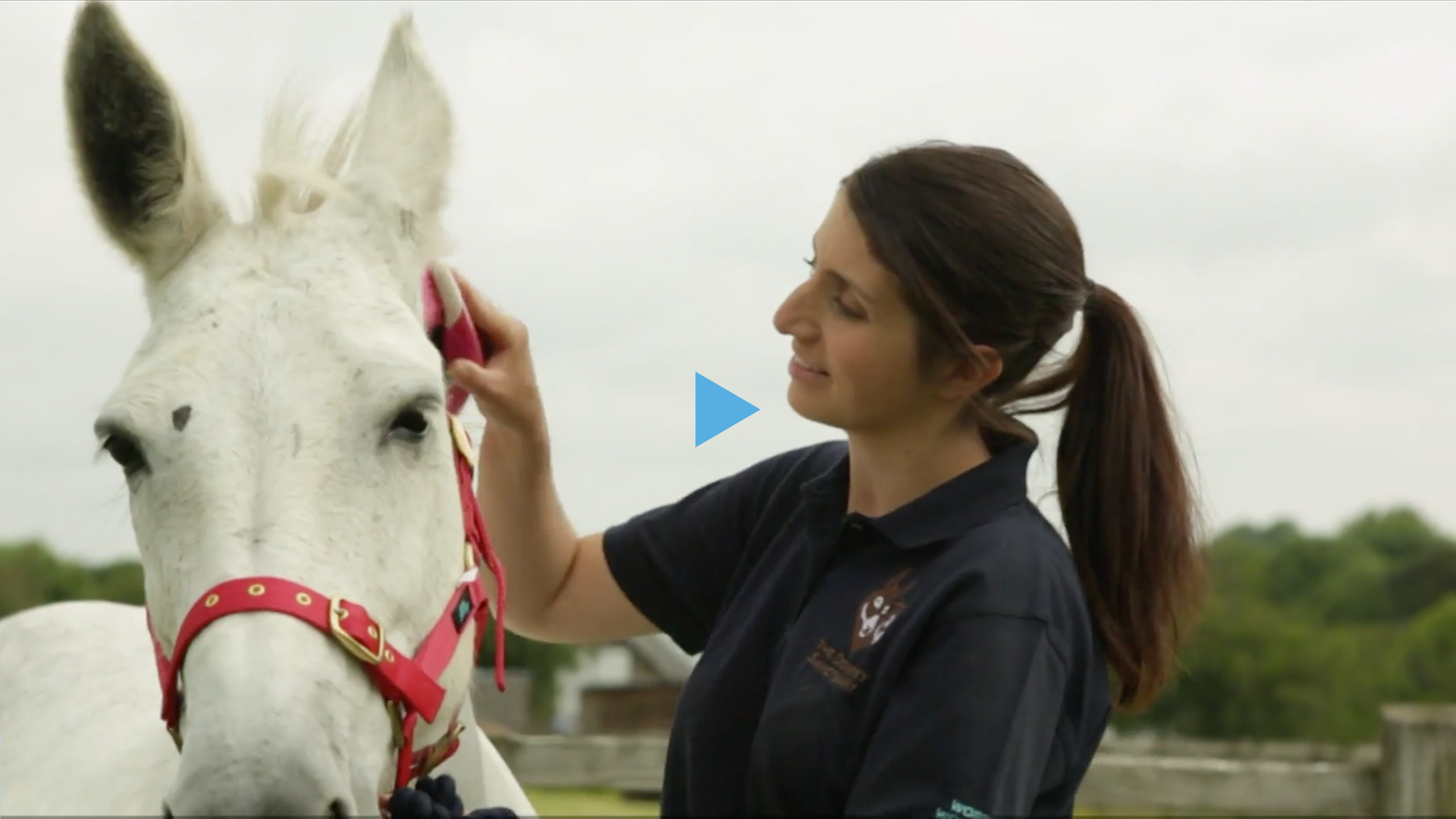THE DONKEY SANCTUARY