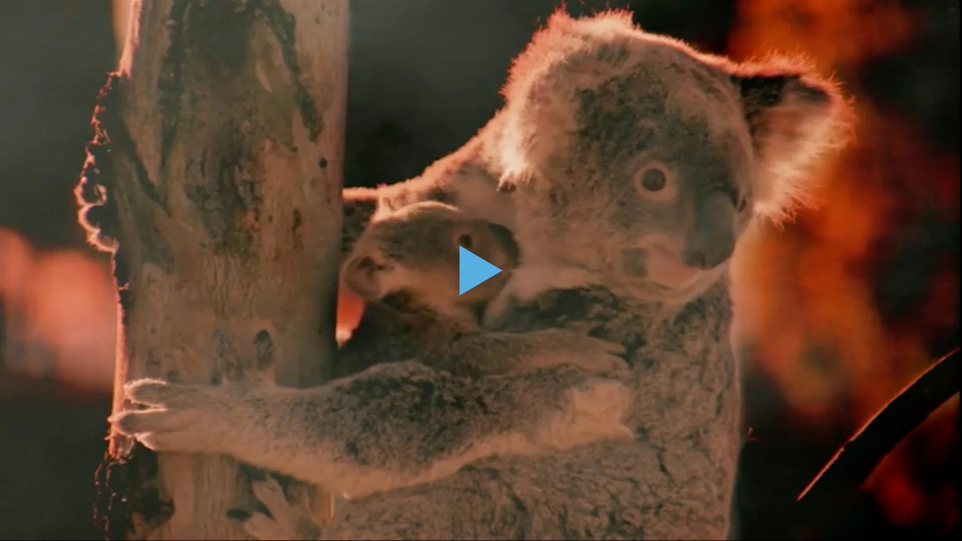 GREENPEACE AUSTRALIA