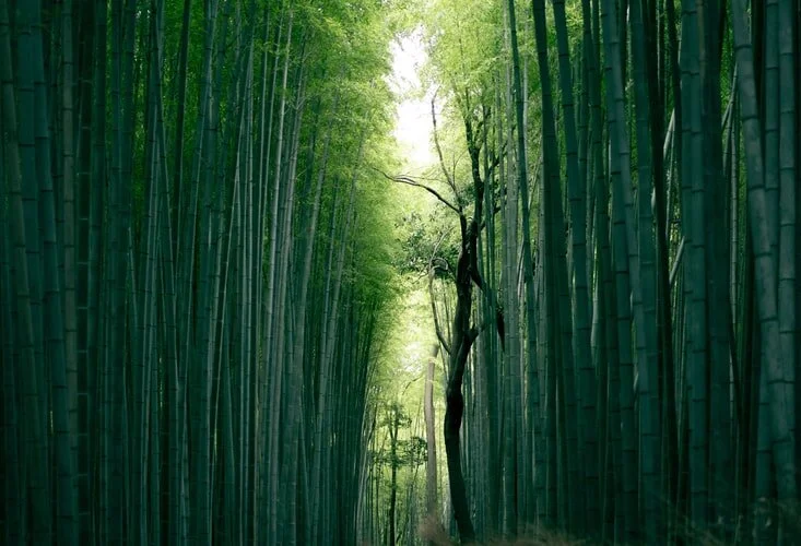 best.bamboo.jpeg