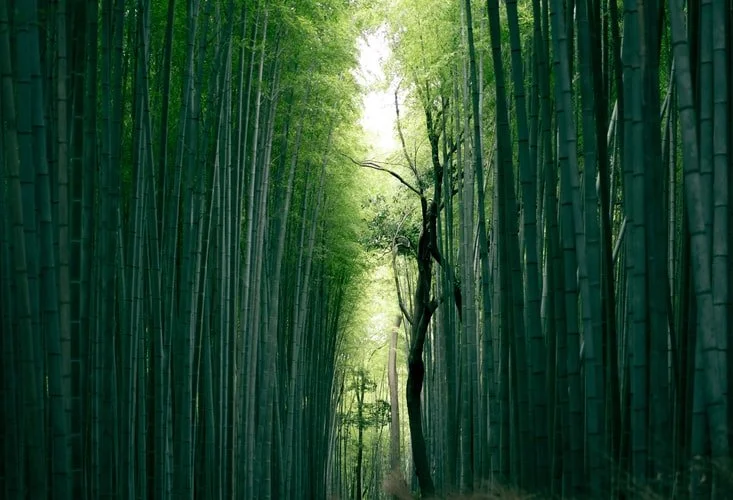 Usui/Holy Fire® Reiki Level II 