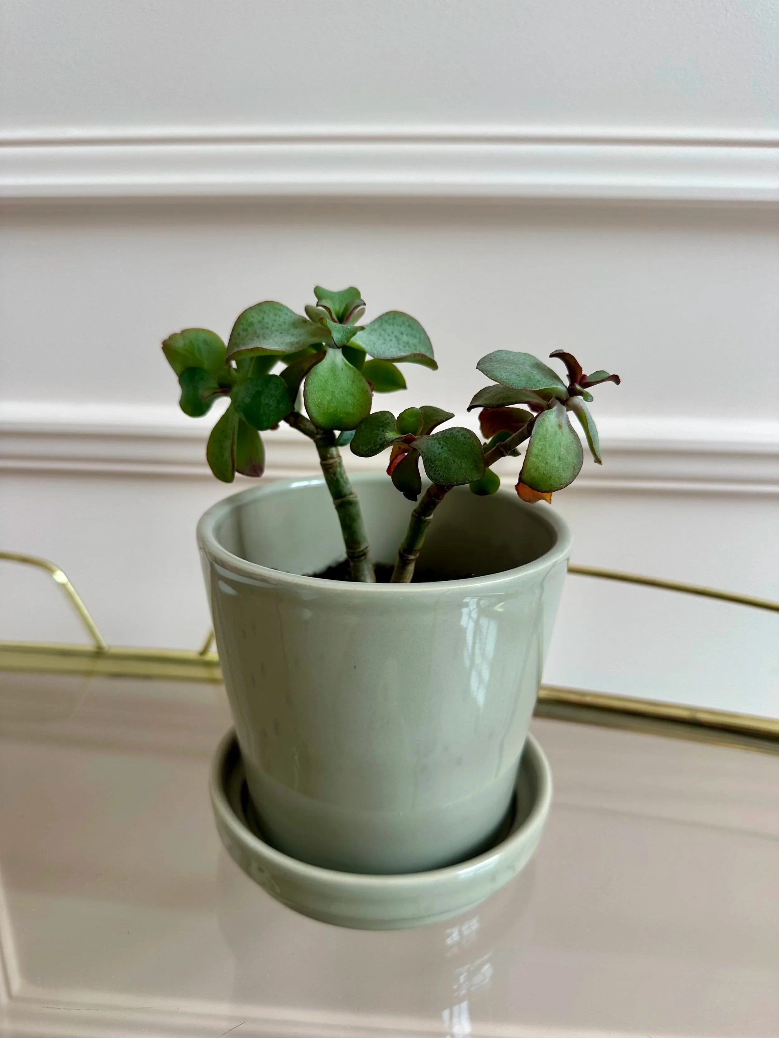 plant in green pot