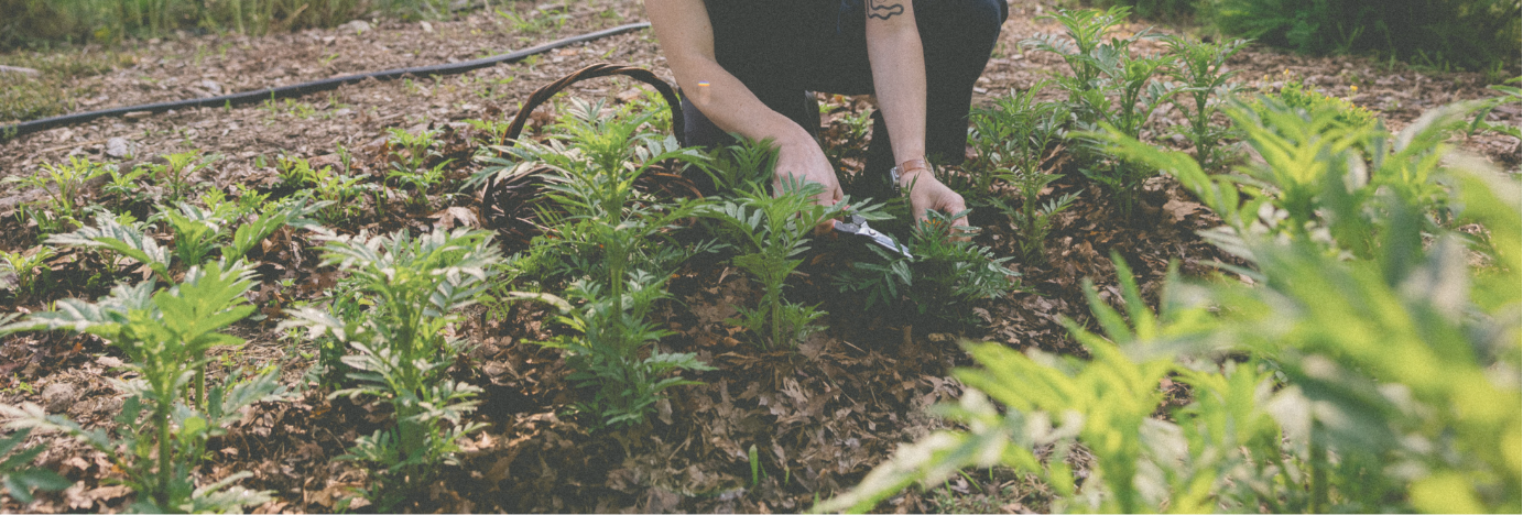Hannah crouches down over a bed of marigold plants to harvest a flower from one of the small plants. The bed is mulched with chopped leaves.