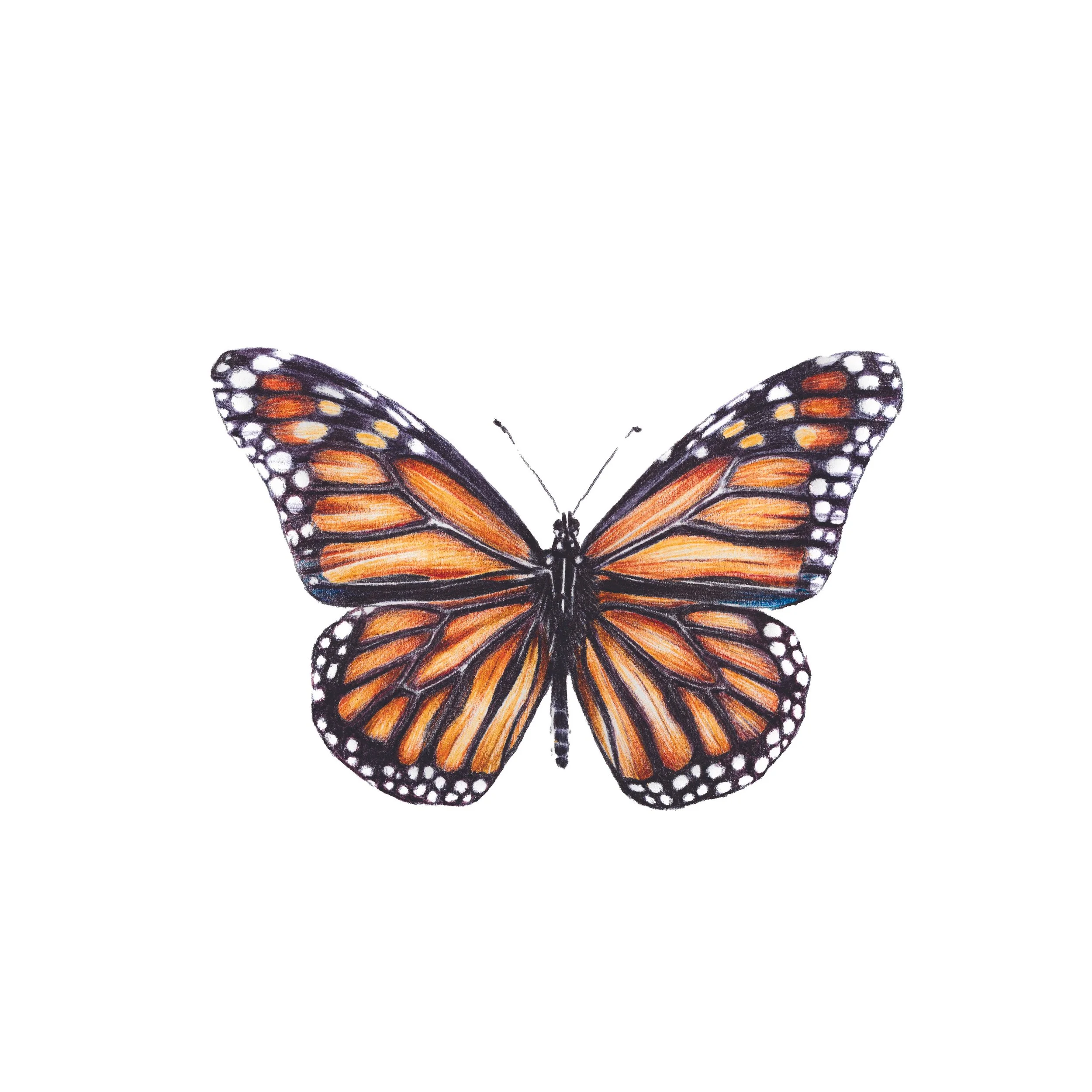 Monarch