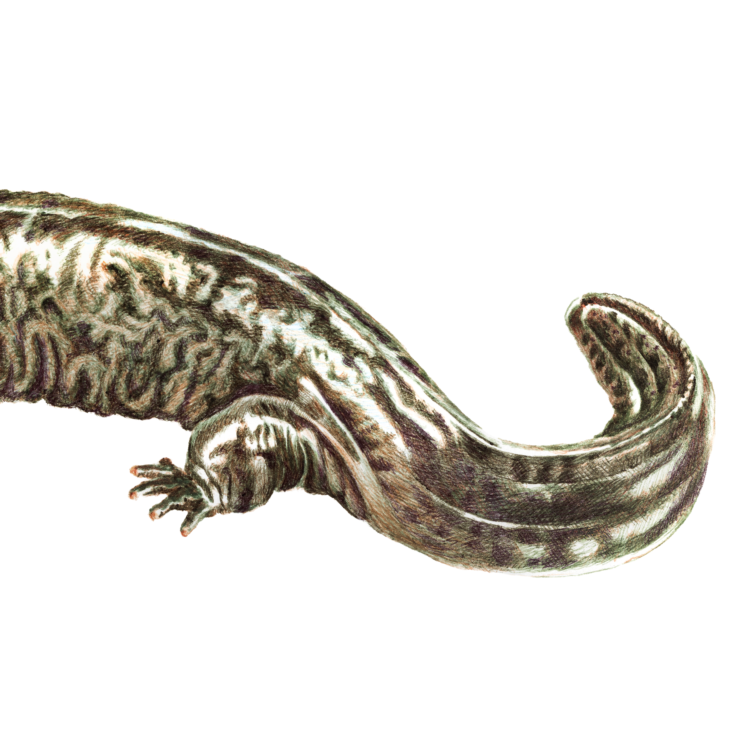 hellbender4.png
