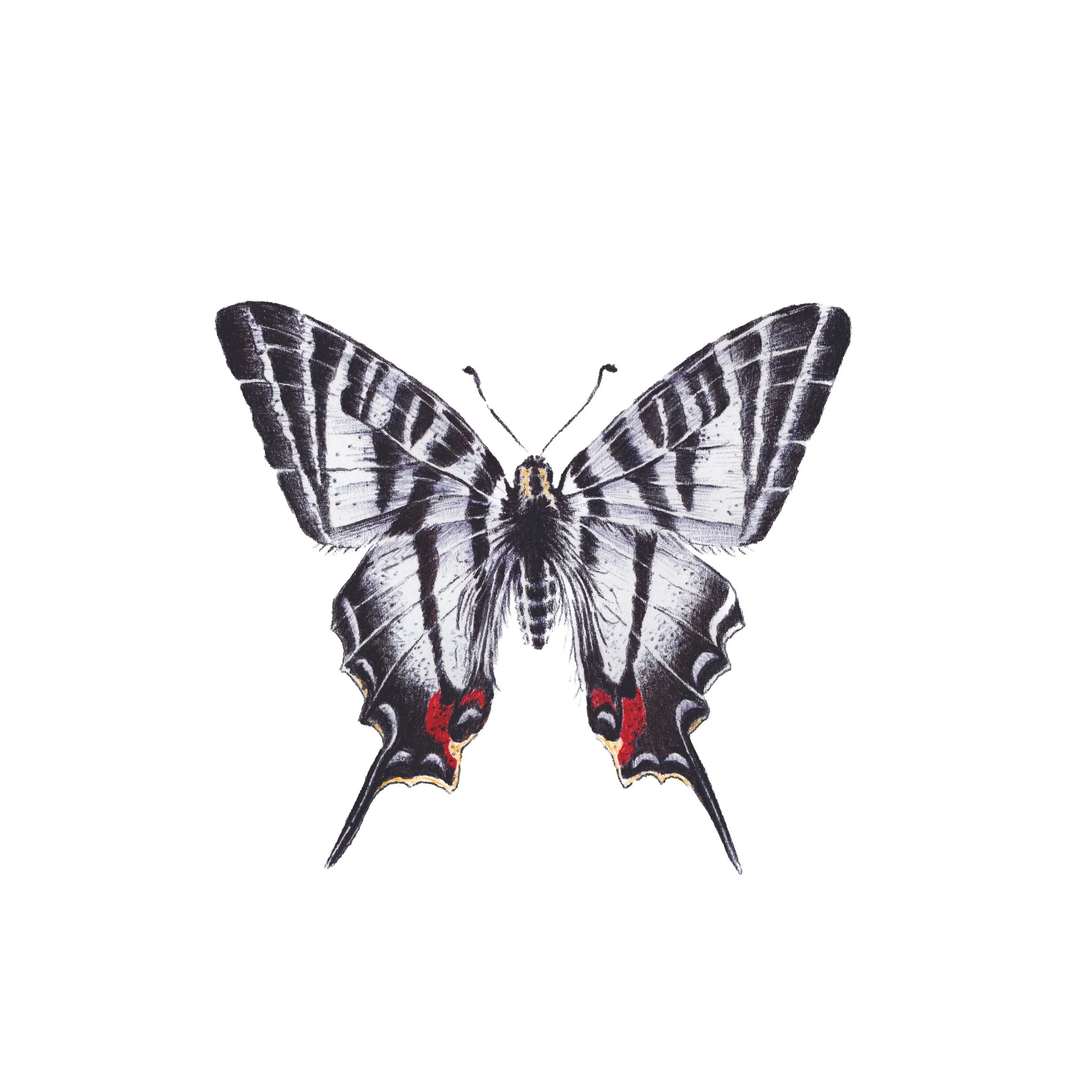 Zebra Swallowtail