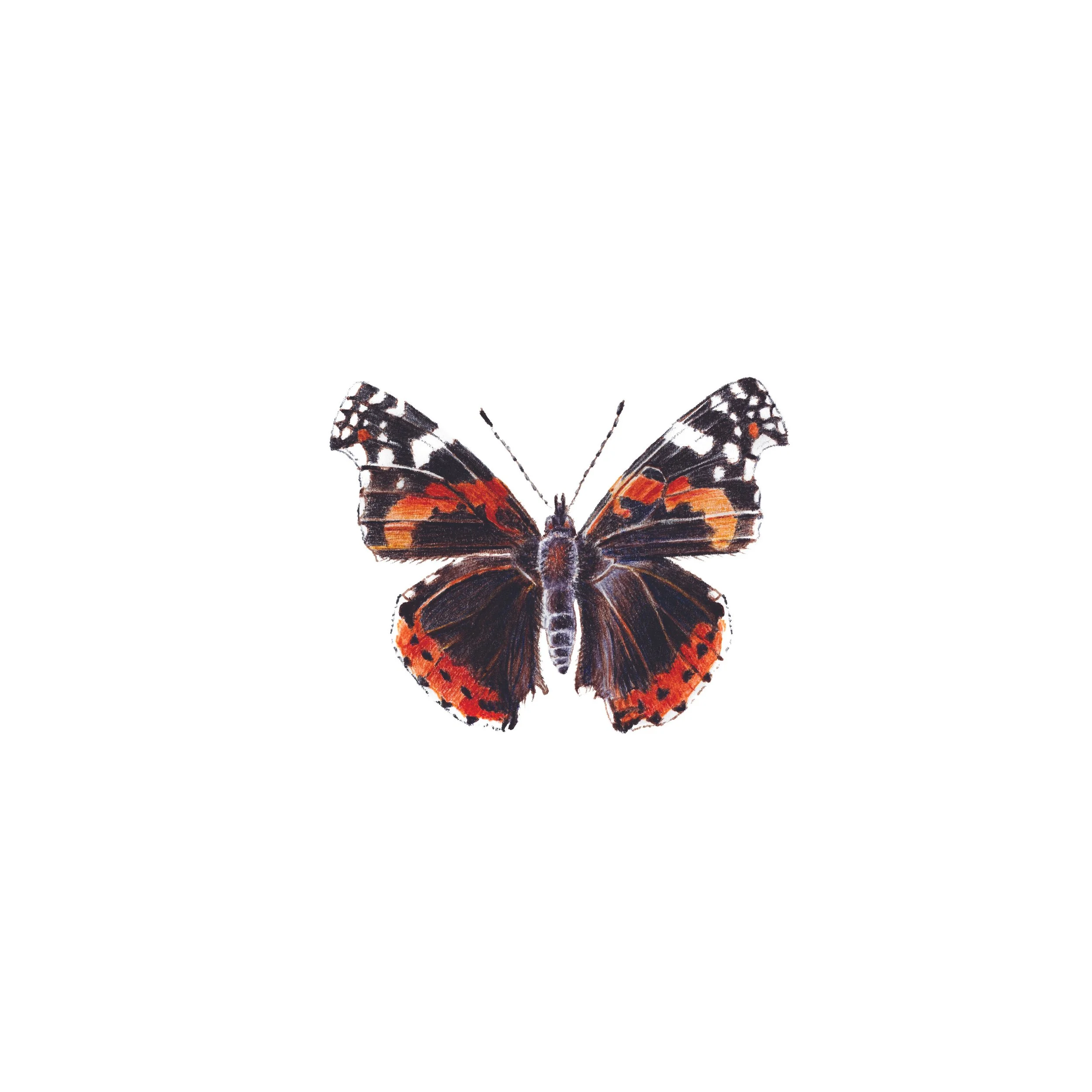 Red Admiral