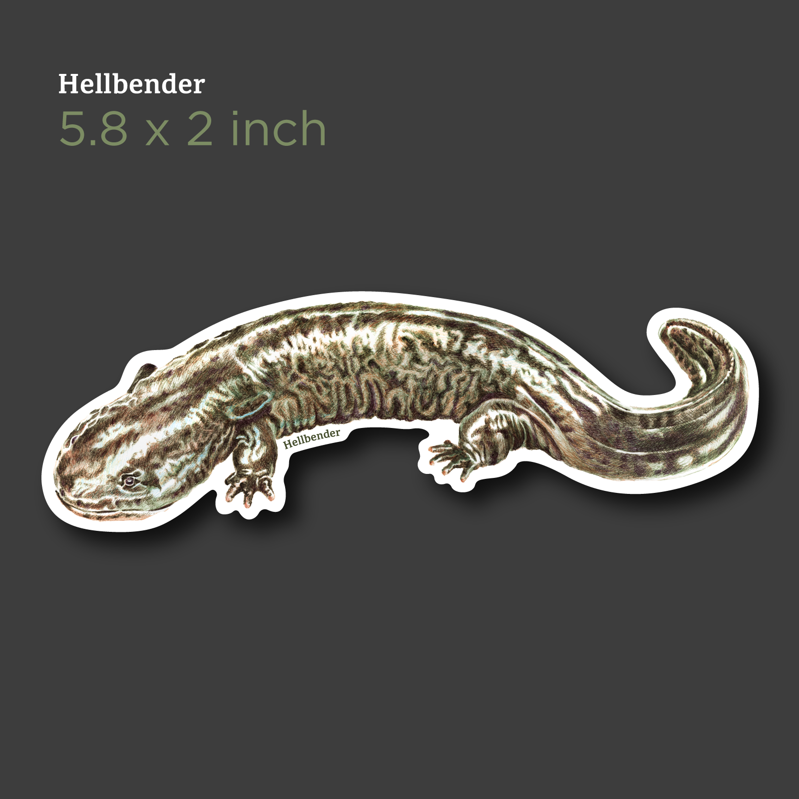 SalamandersIndividual.png
