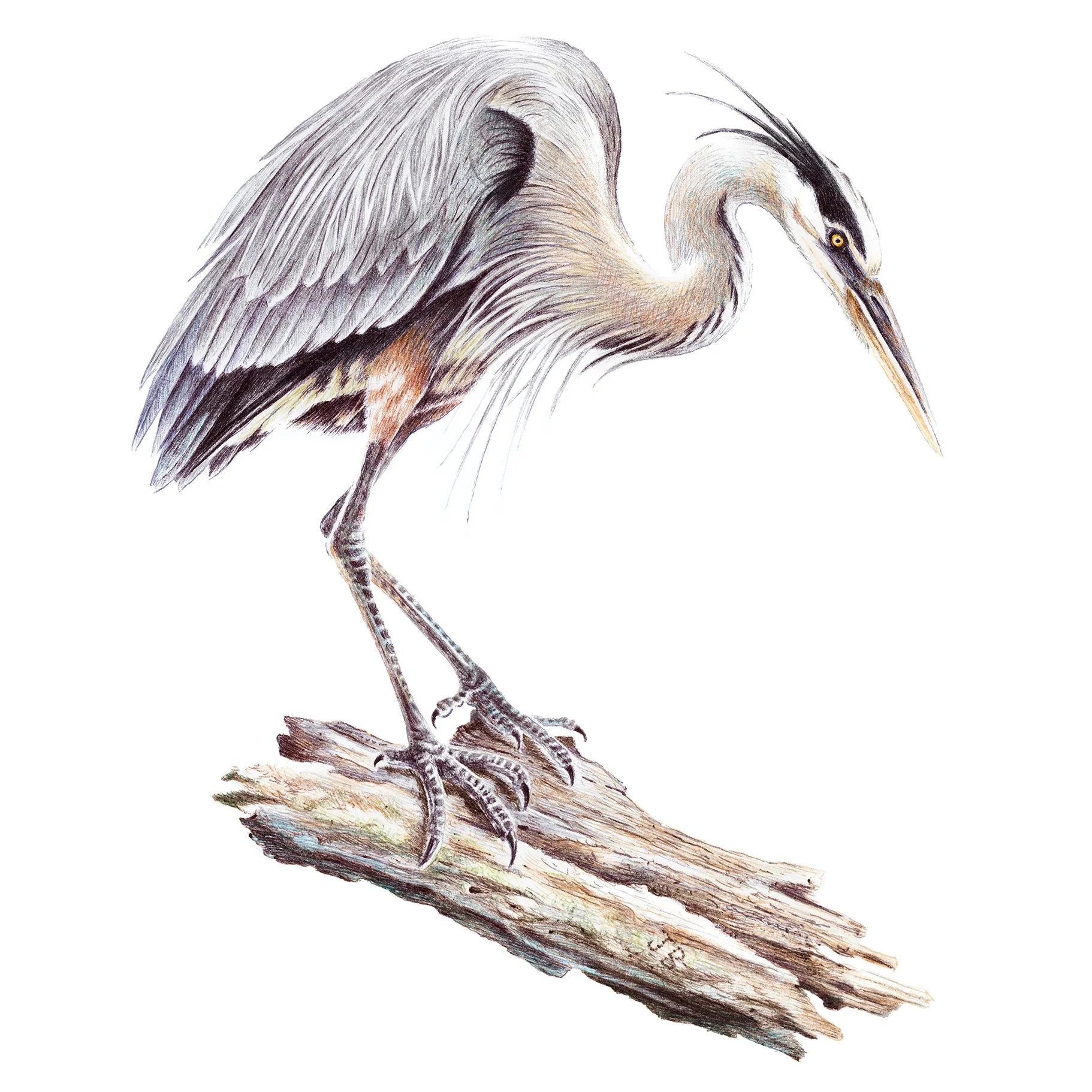 Great-Blue-Heron.jpg