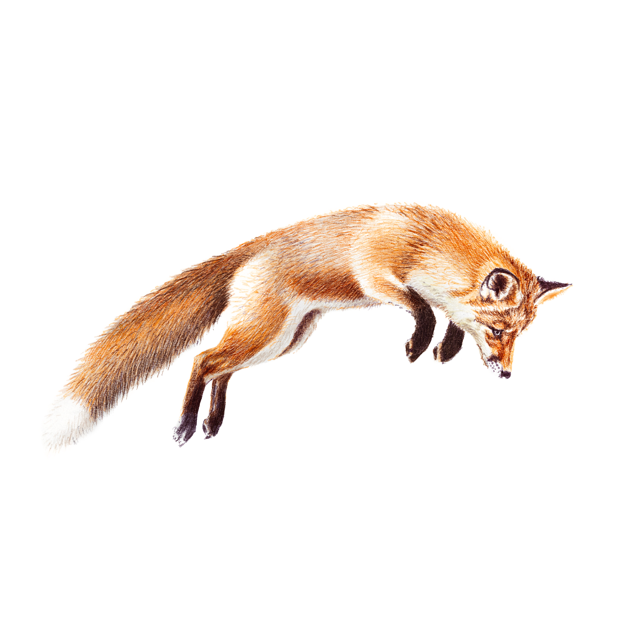 redfox2.png