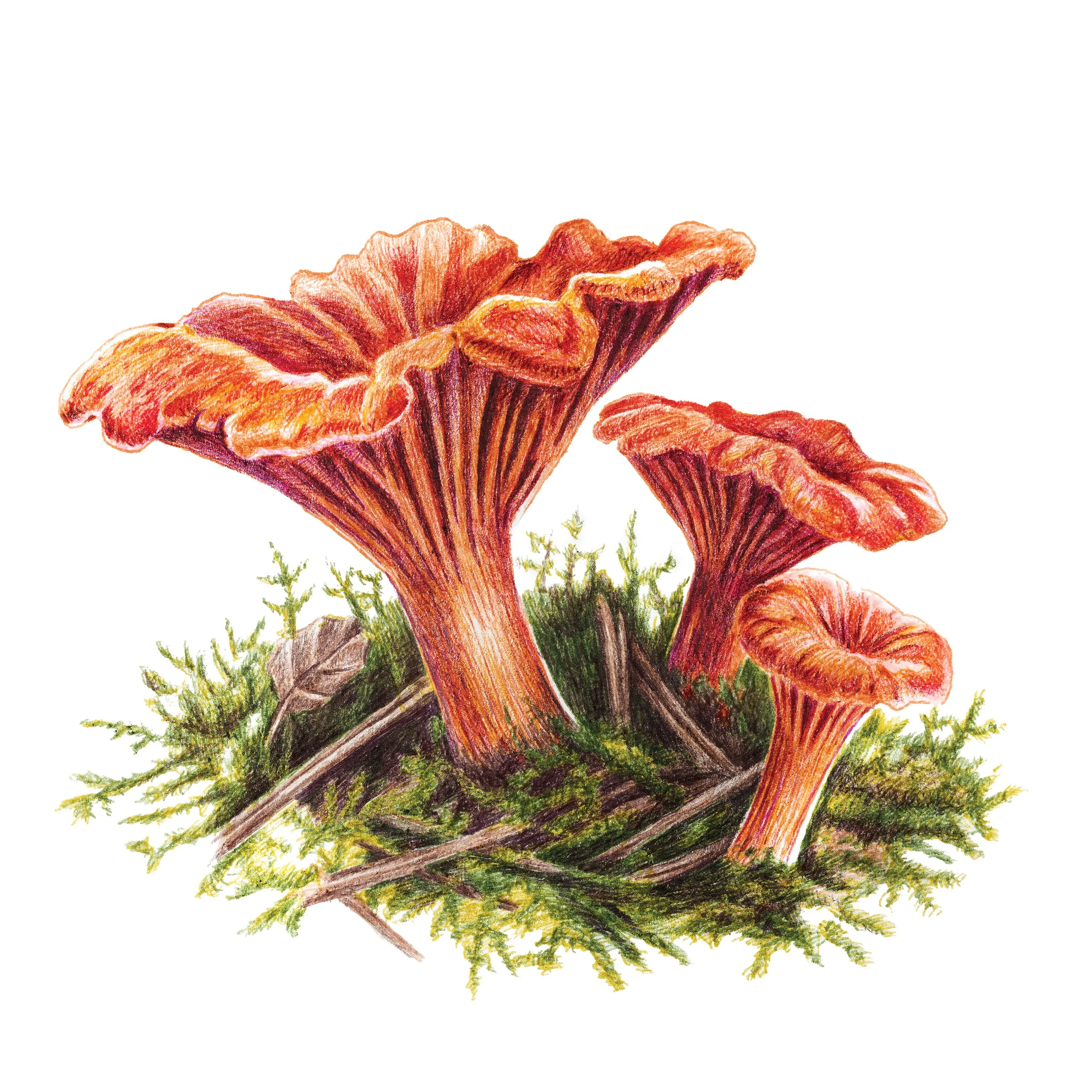 RedChanetrelle.jpg