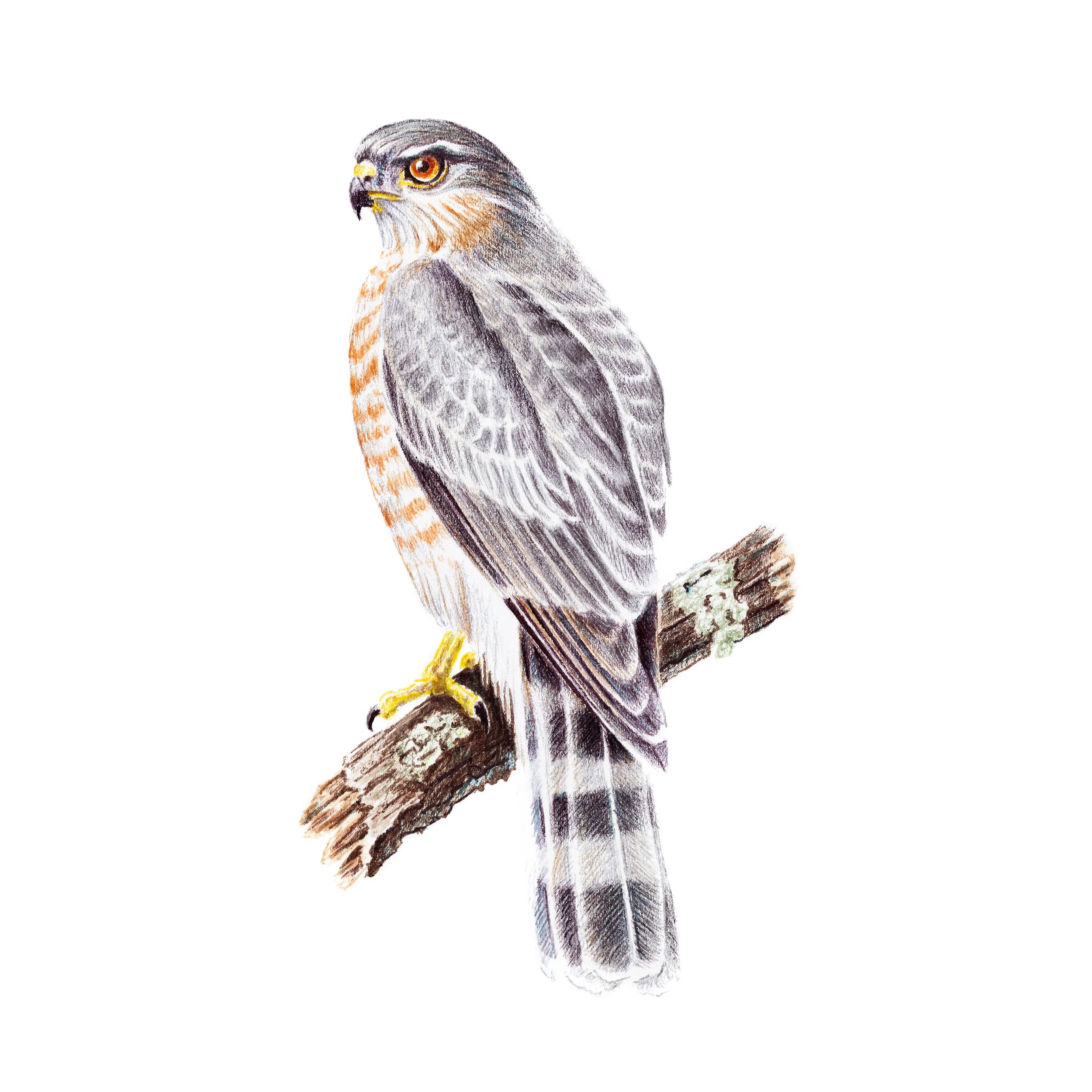 Sharp-Shinned-Hawk.jpg