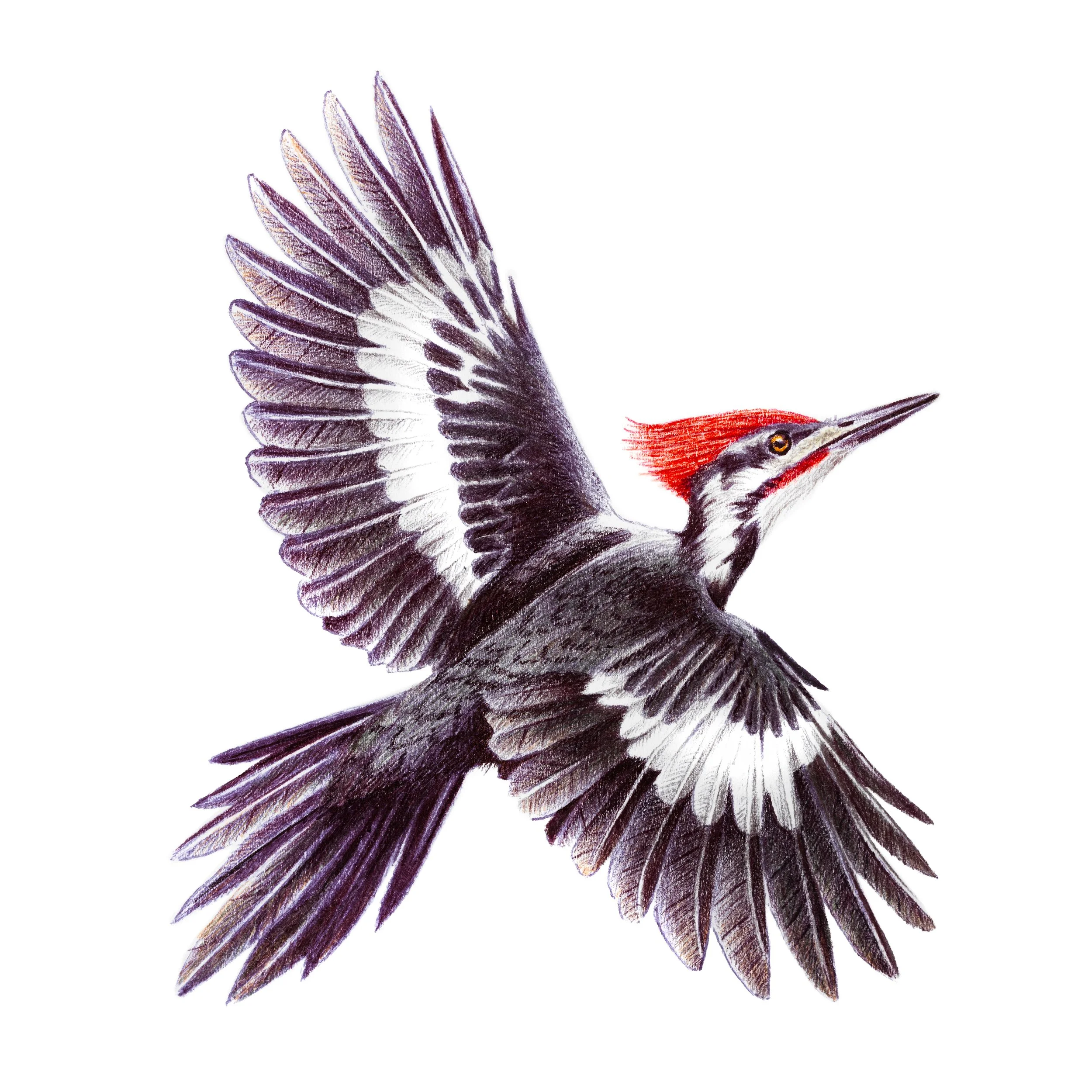 PileatedWoodpecker.jpg