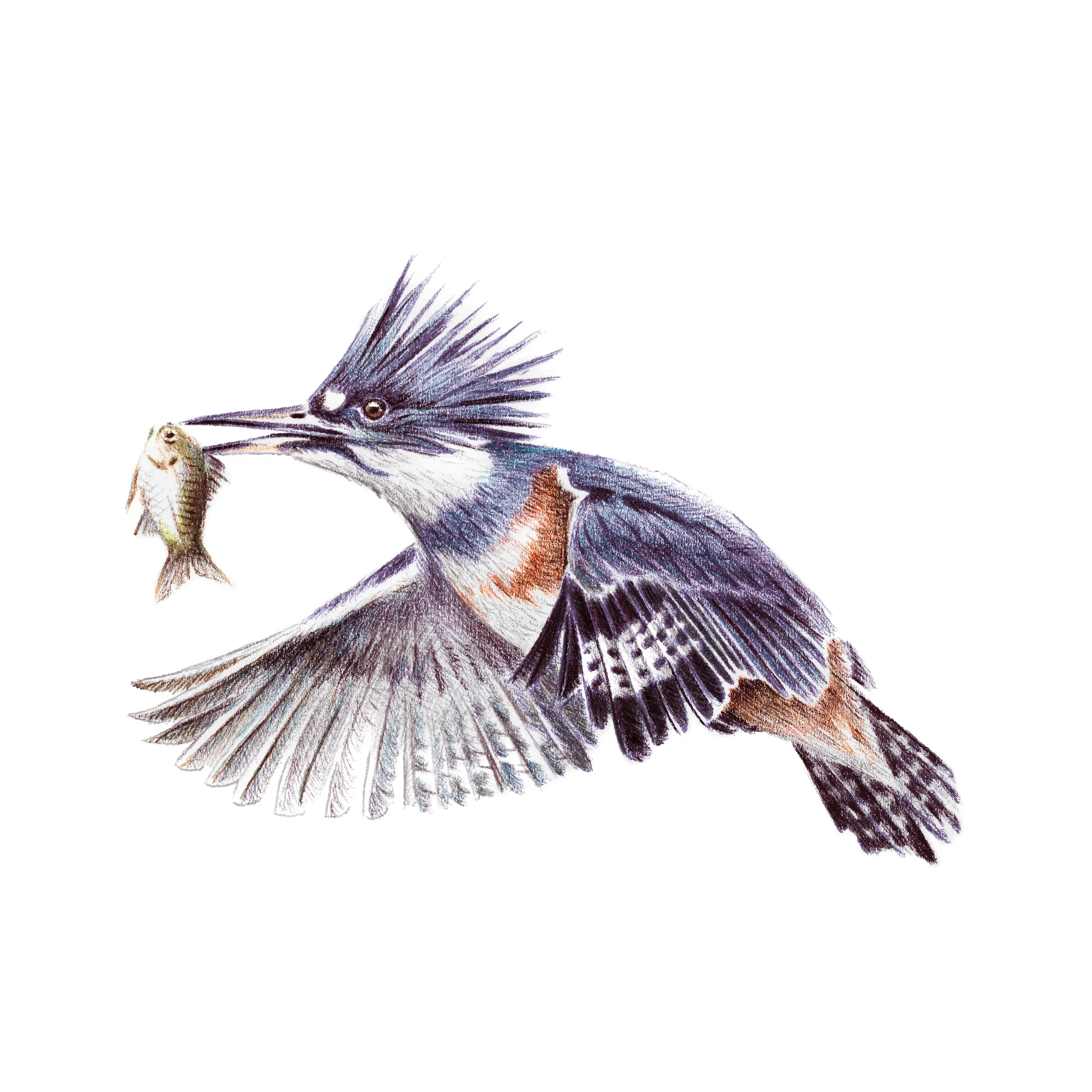 Belted-Kingfisher.jpg