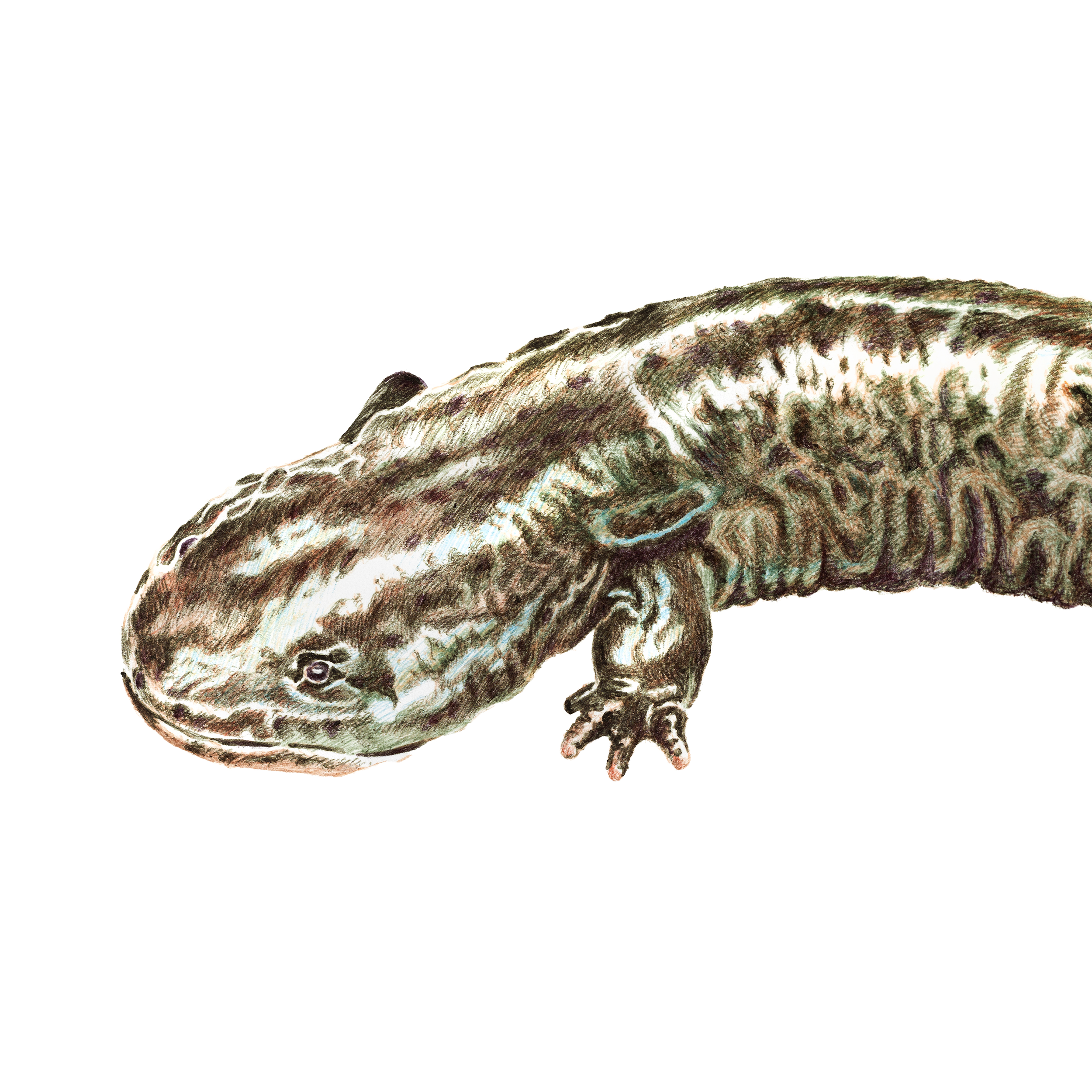 hellbender3.png