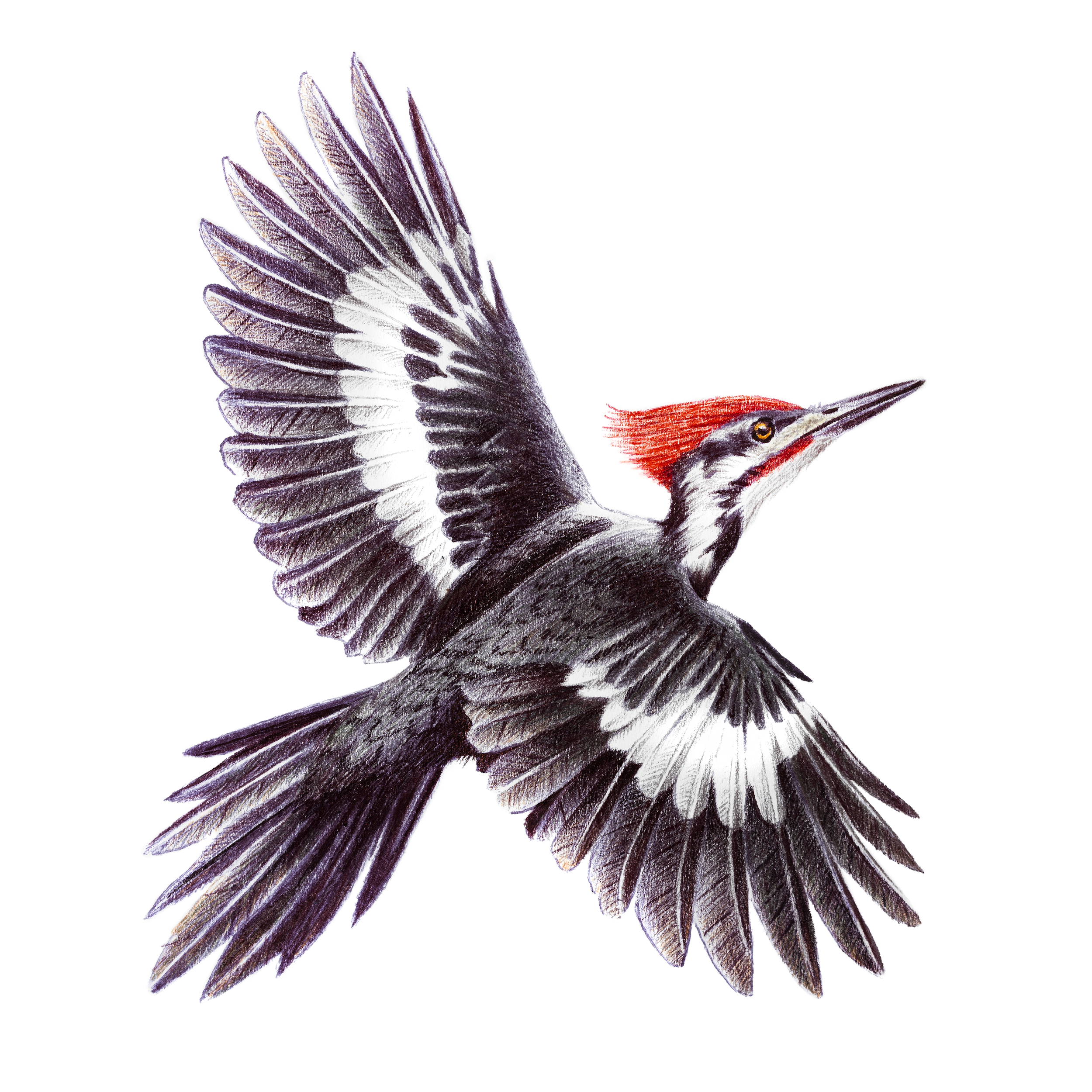 pileatedwoodpecker2.png