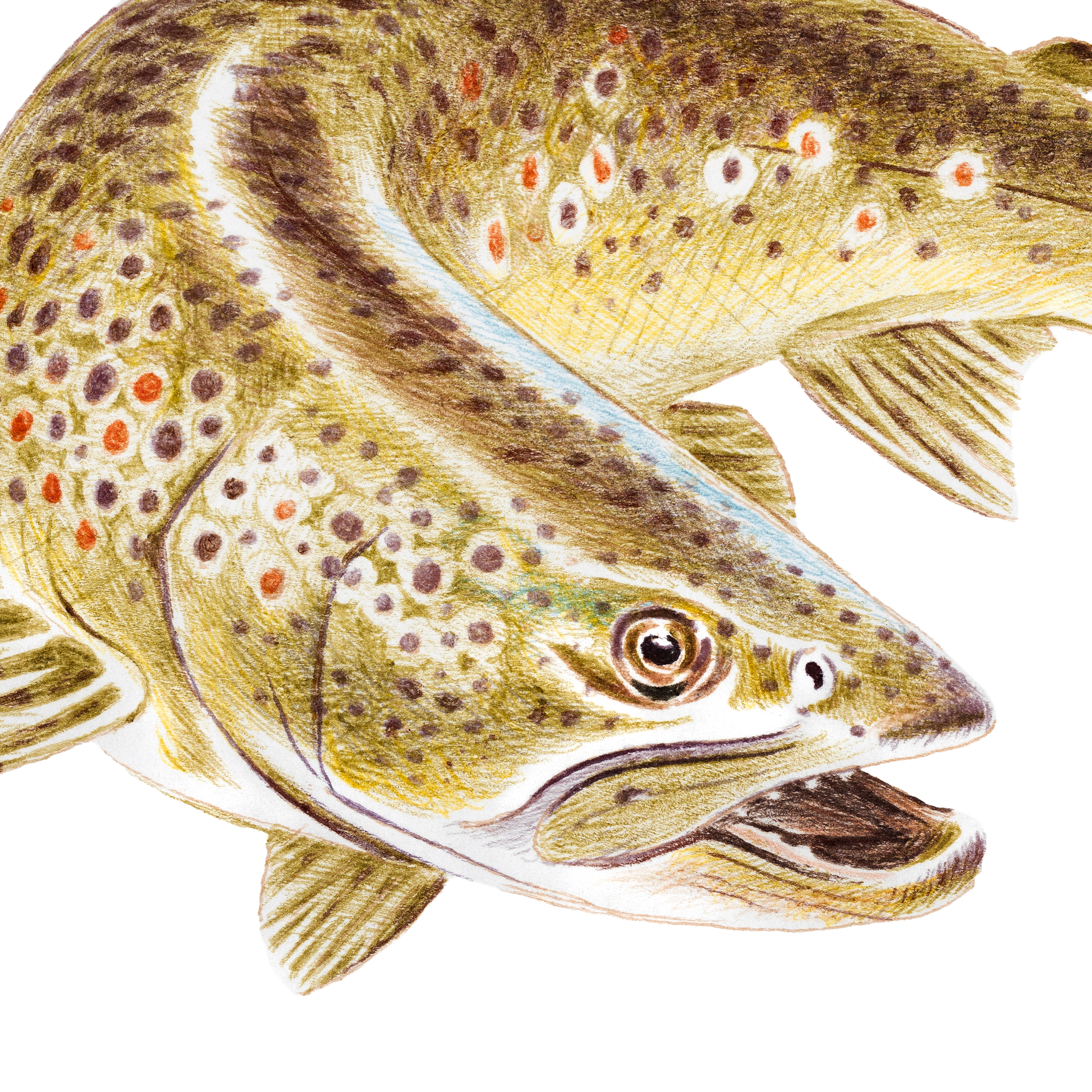 browntrout3.png