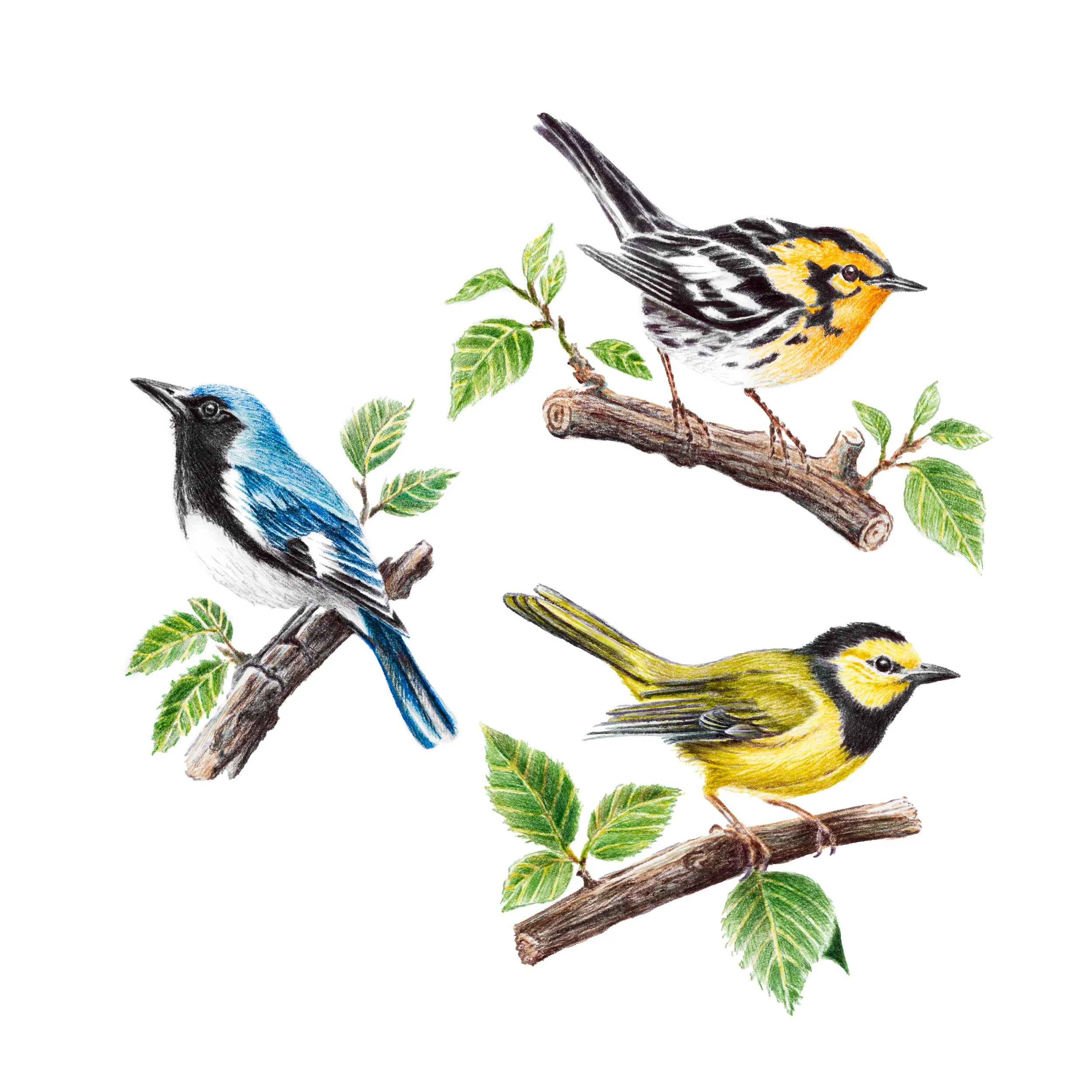Warblers.jpg