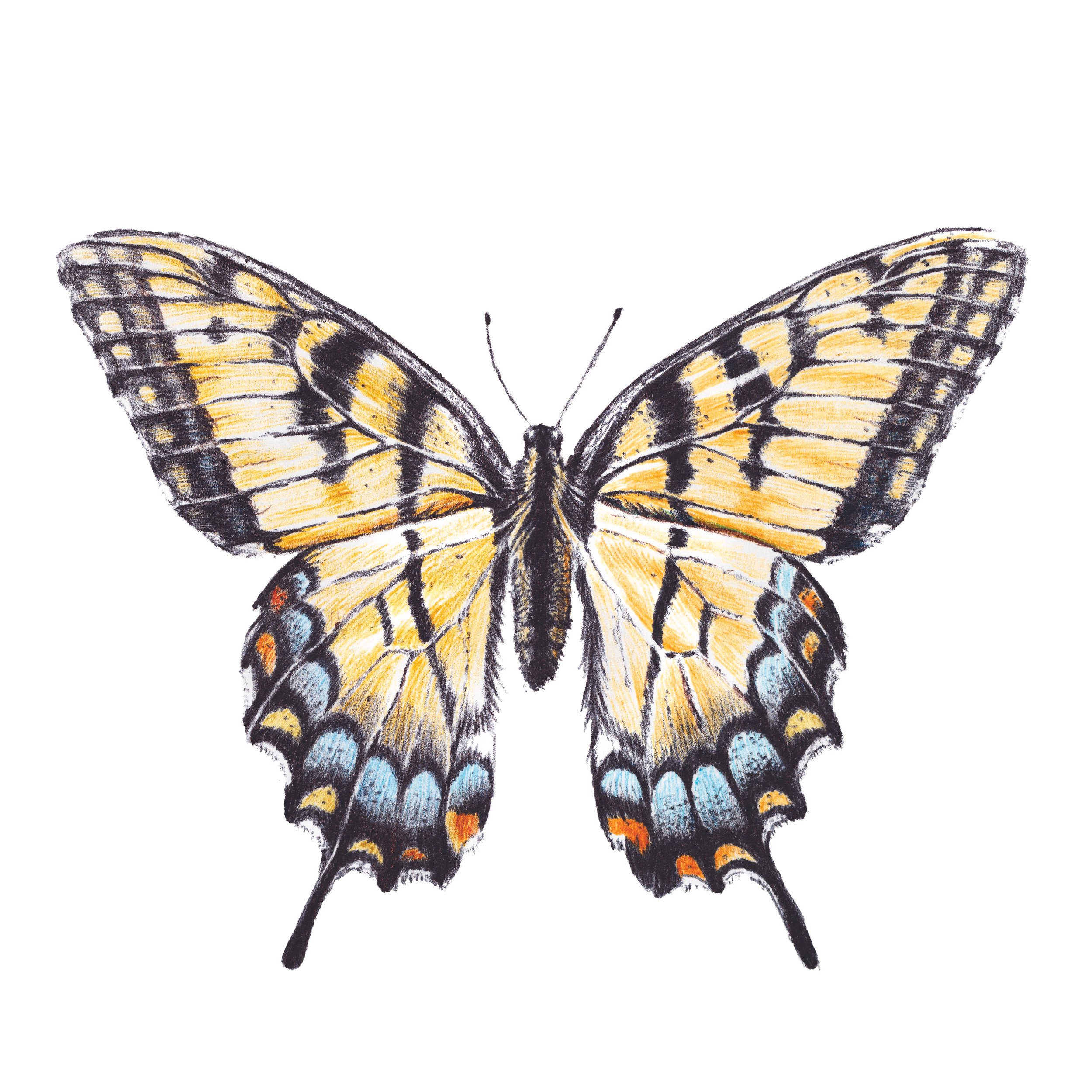 Tiger Swallowtail