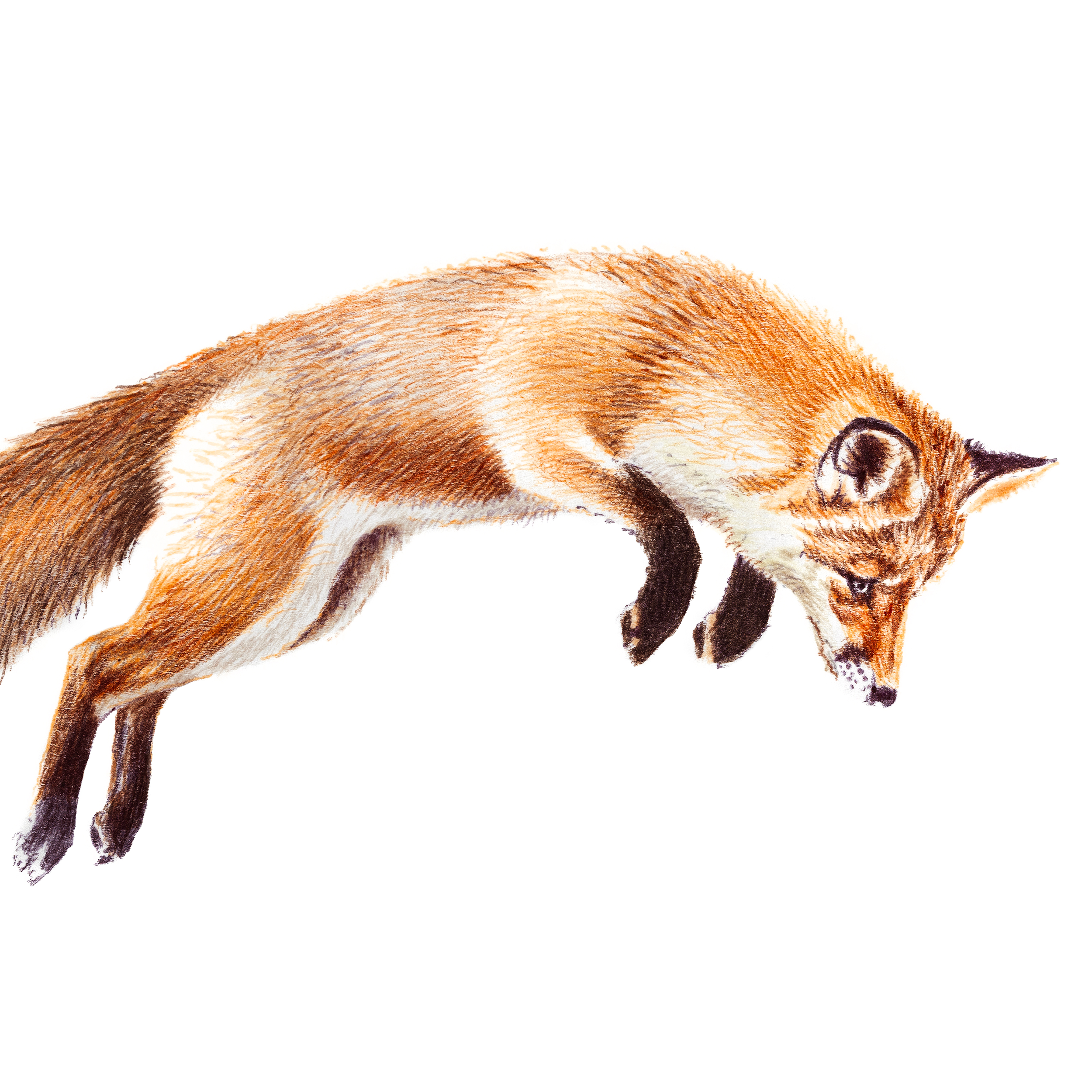 redfox3.png