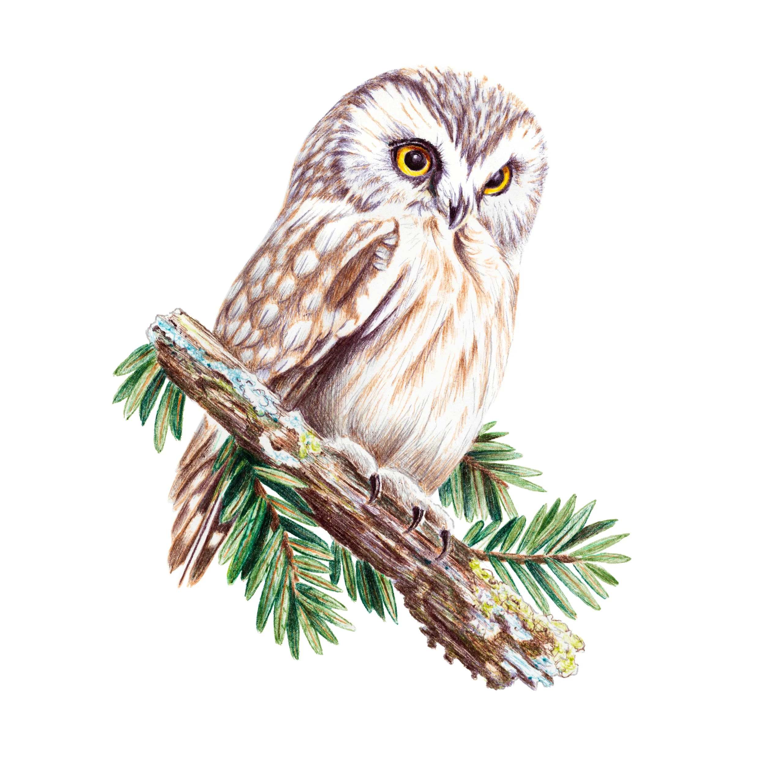 NorthernSaw-WhetOwl.jpg