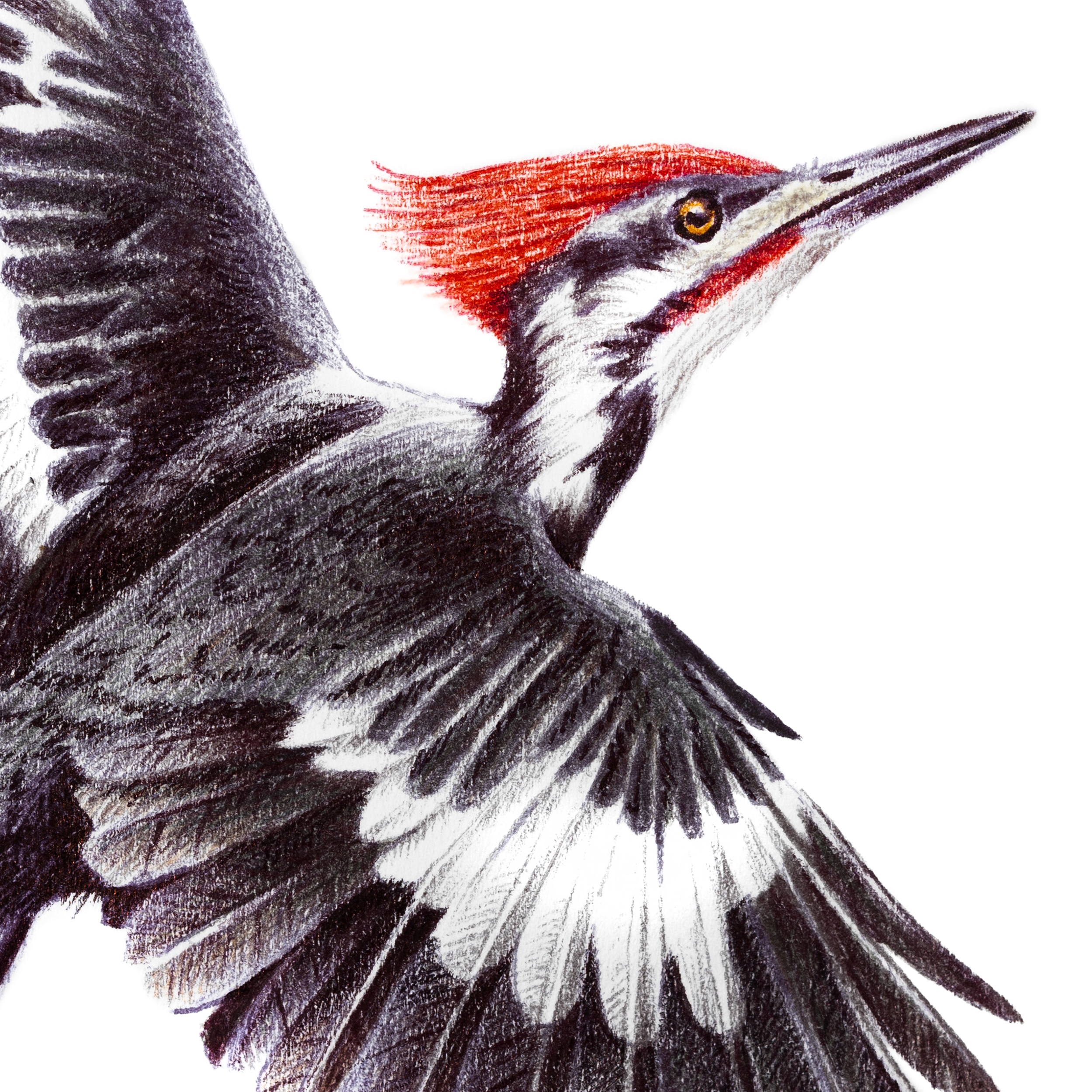 pileatedwoodpecker3.png