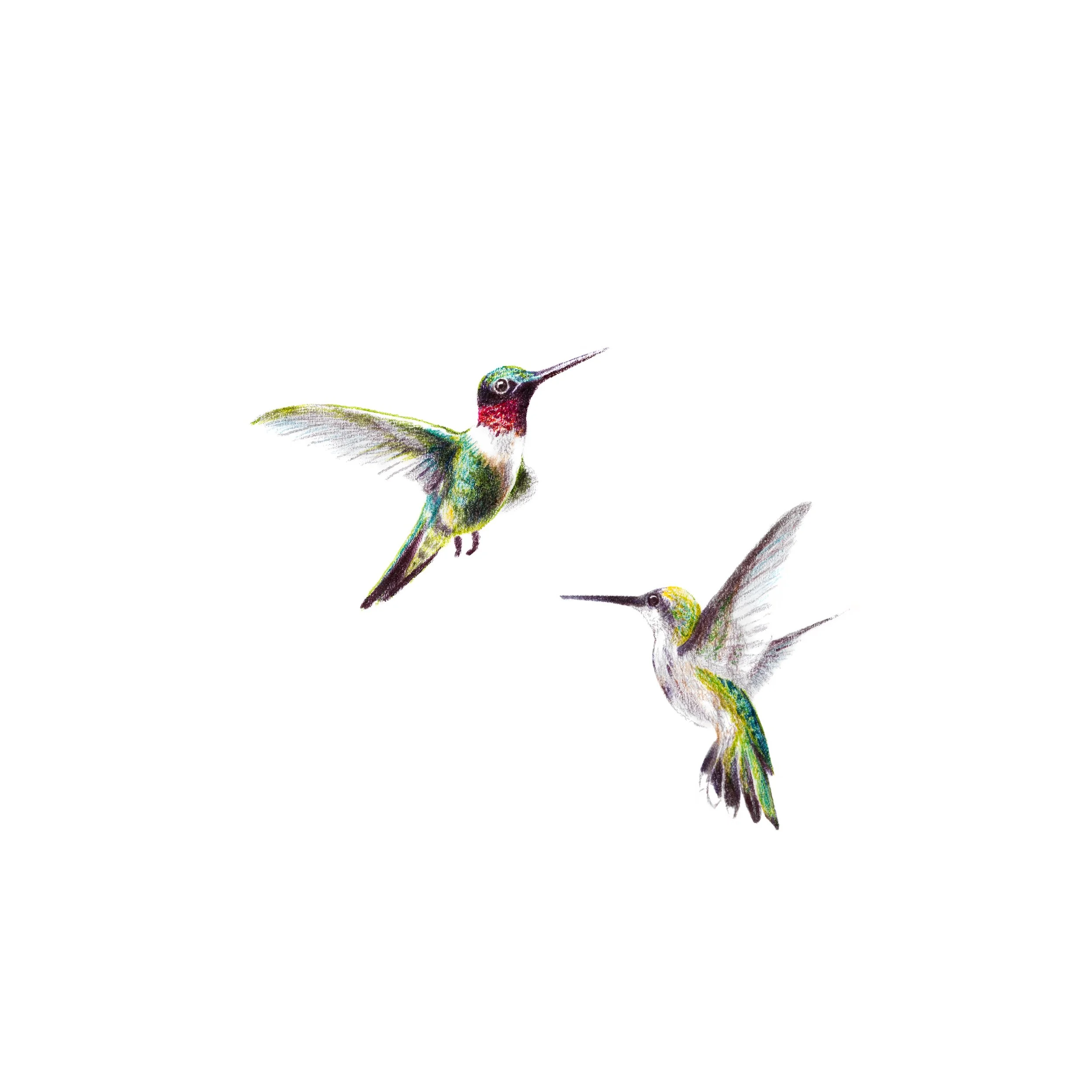 Ruby-throated-Hummingbird.jpg