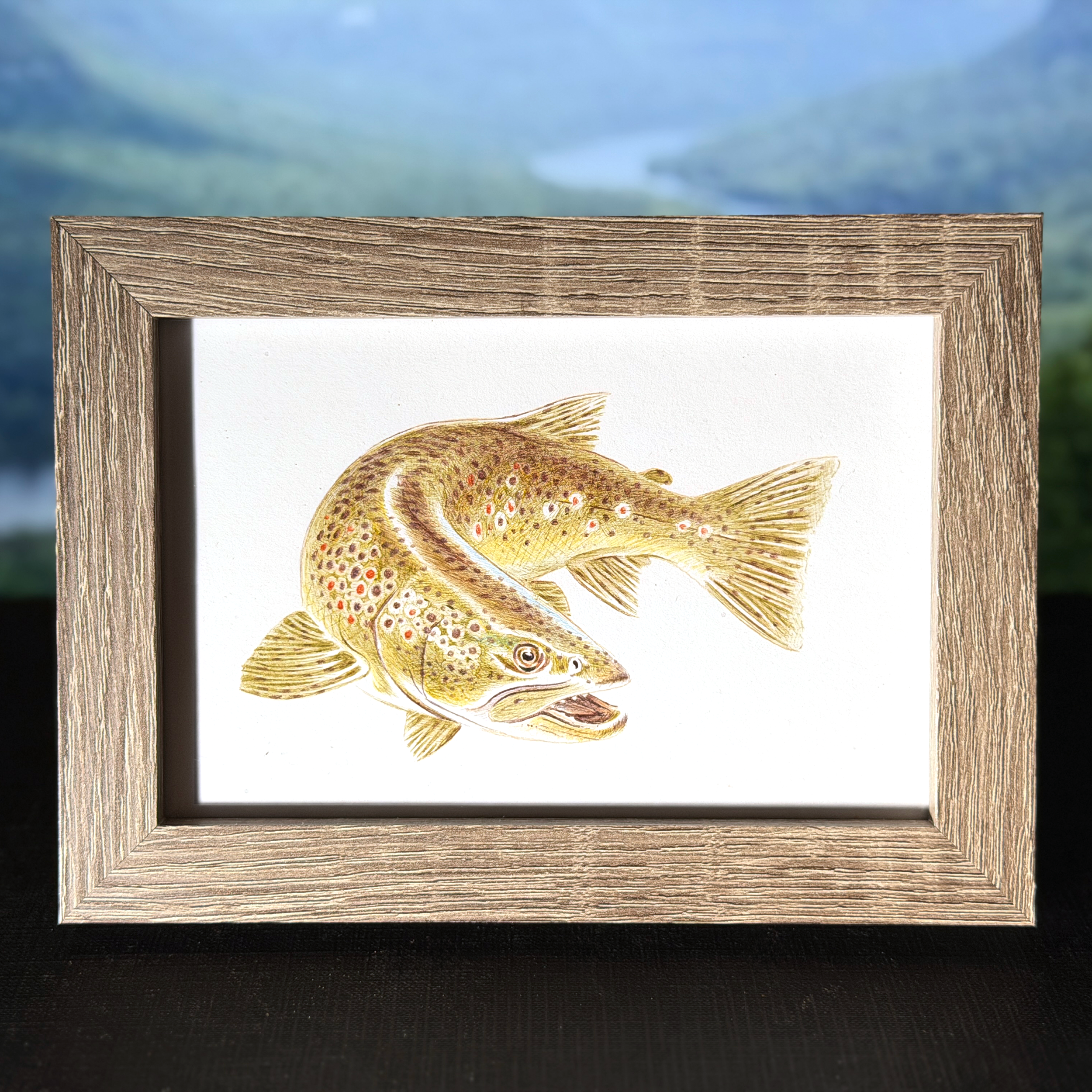 browntrout.png