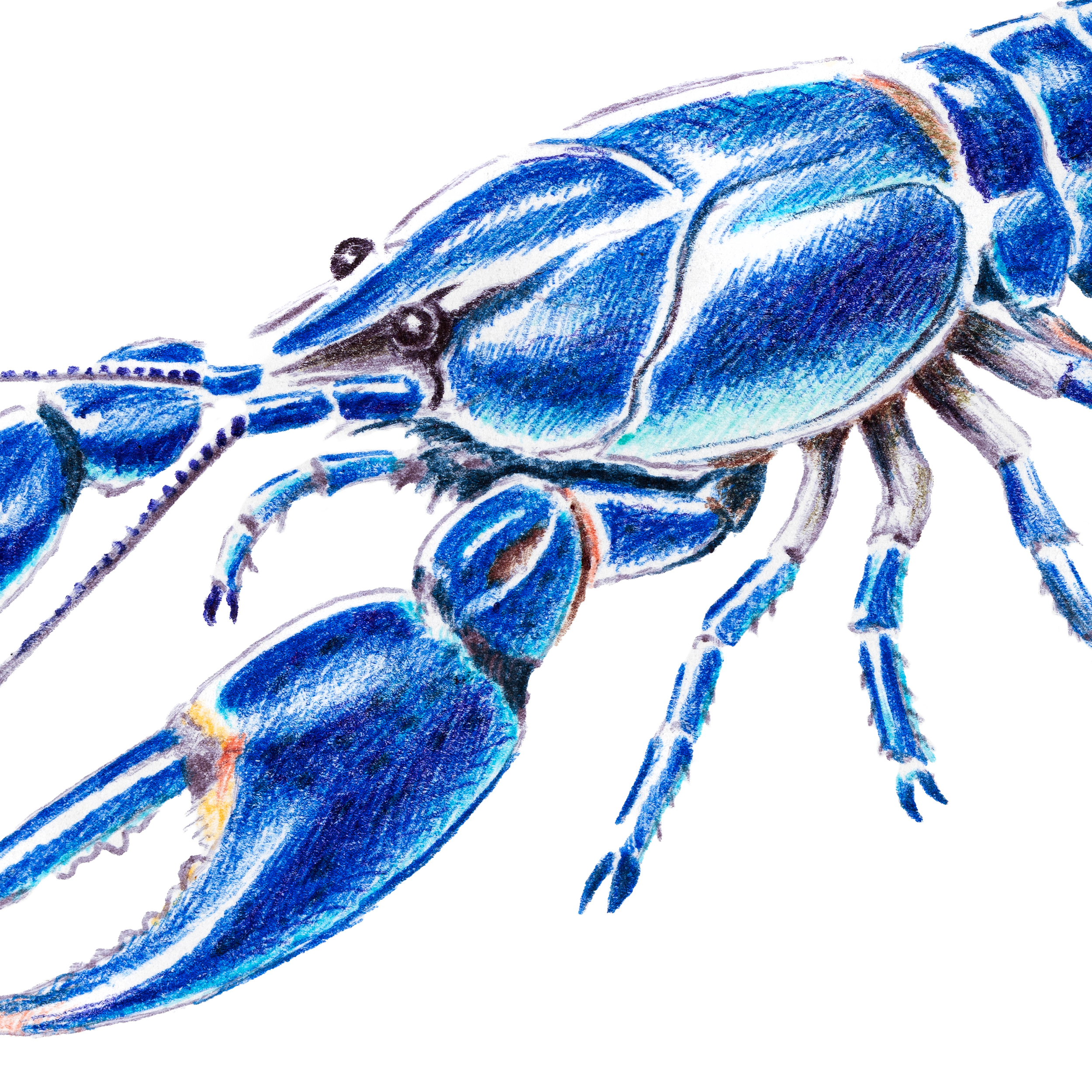 crayfish3.png