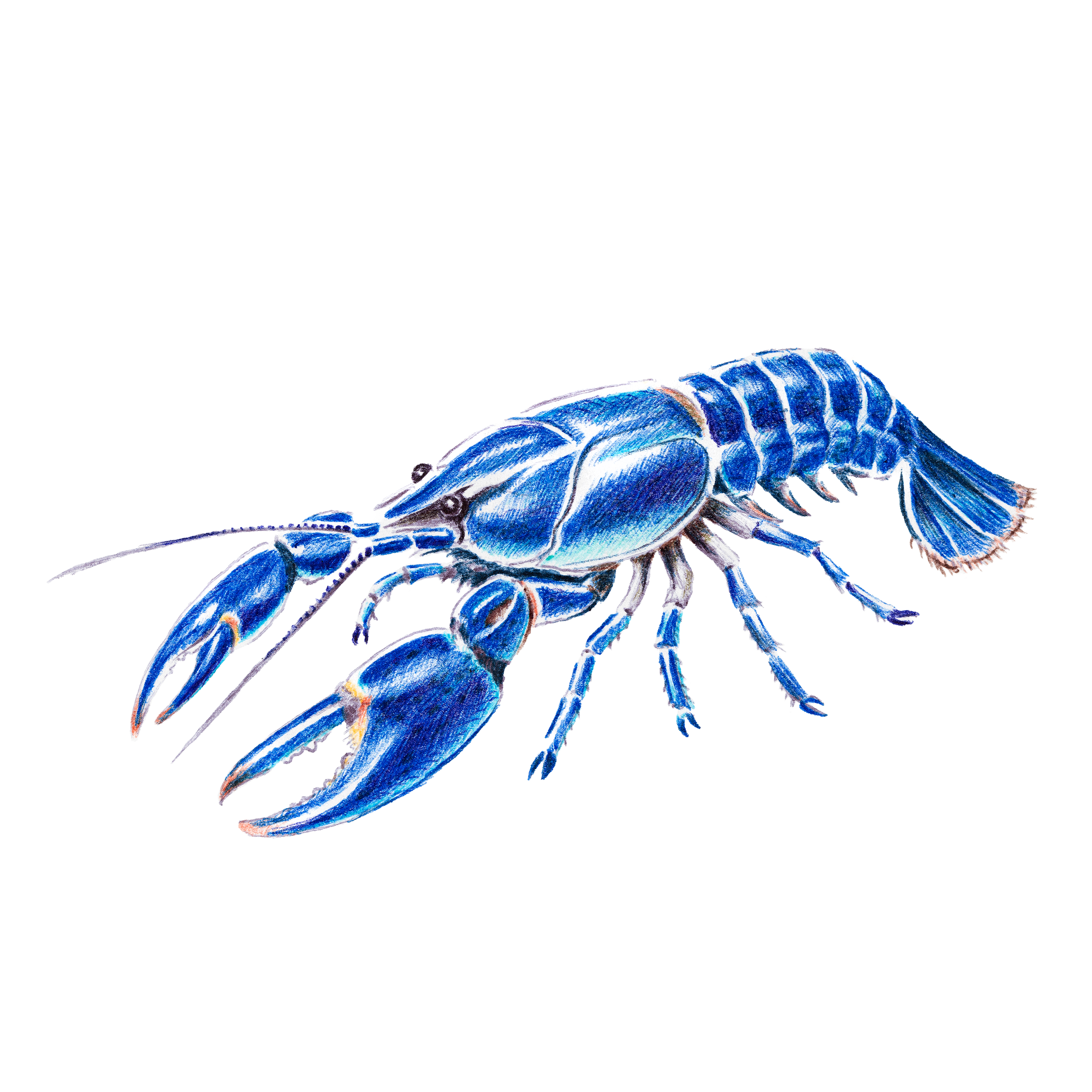 crayfish2.png
