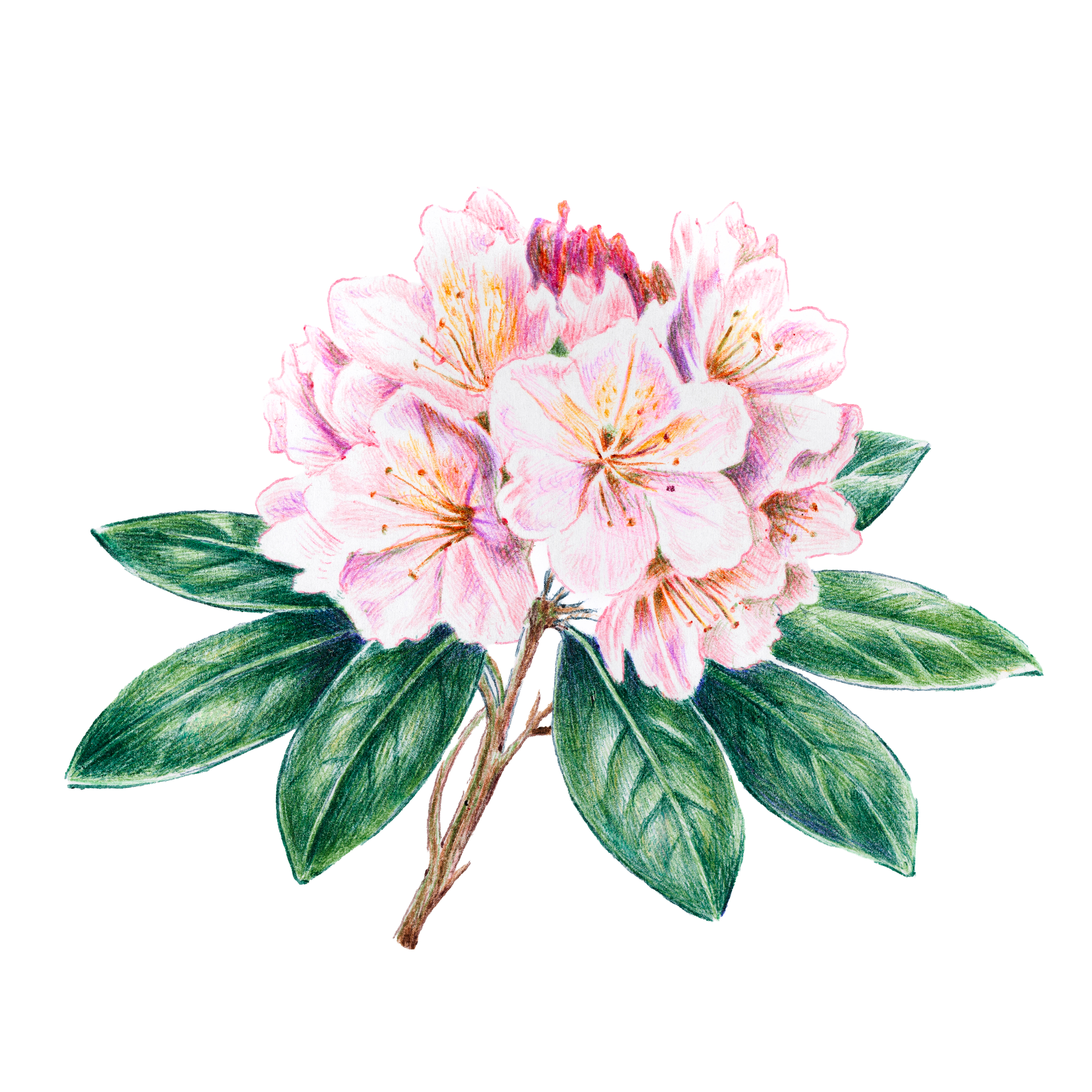 rhododendren2.png