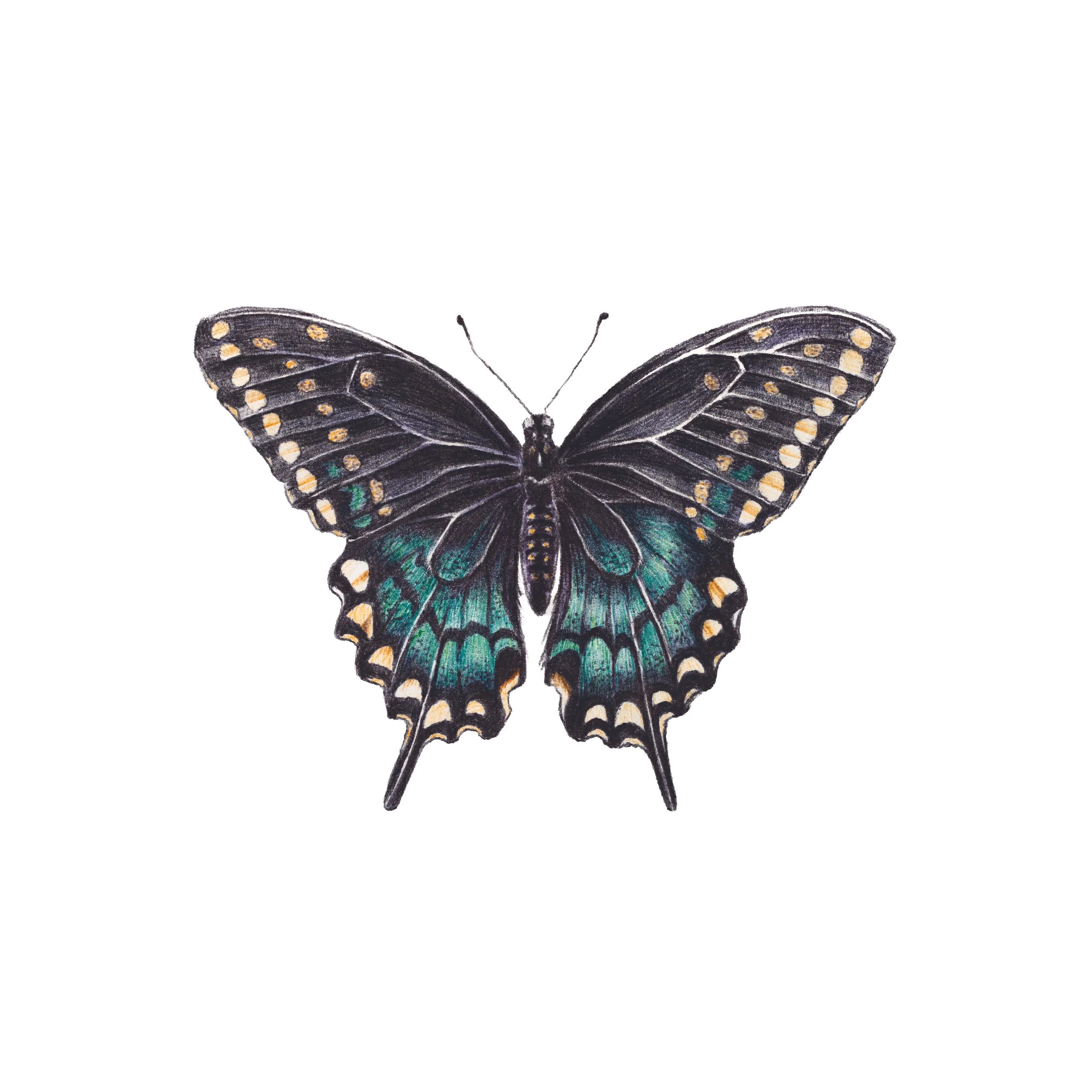Spicebush Swallowtail