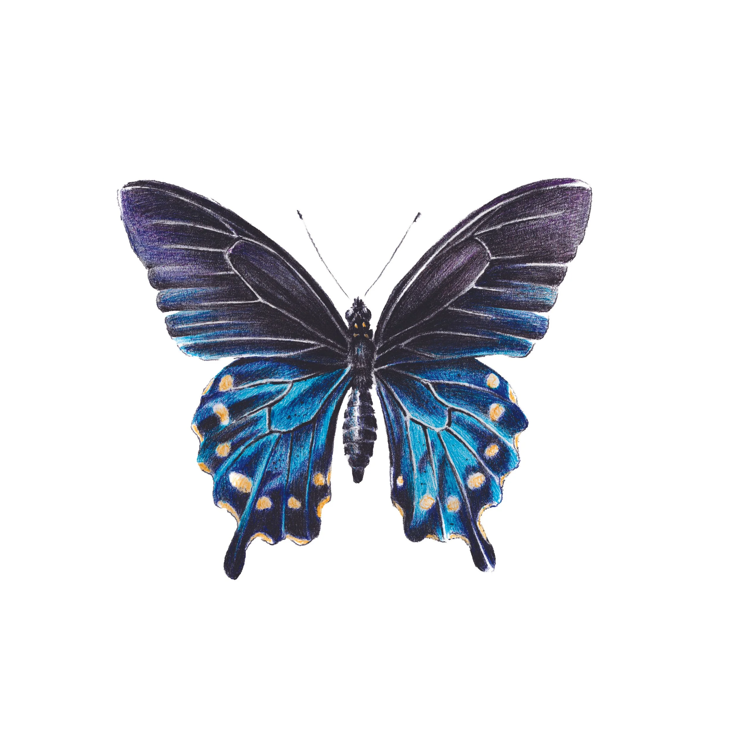 Pipevine Swallowtail