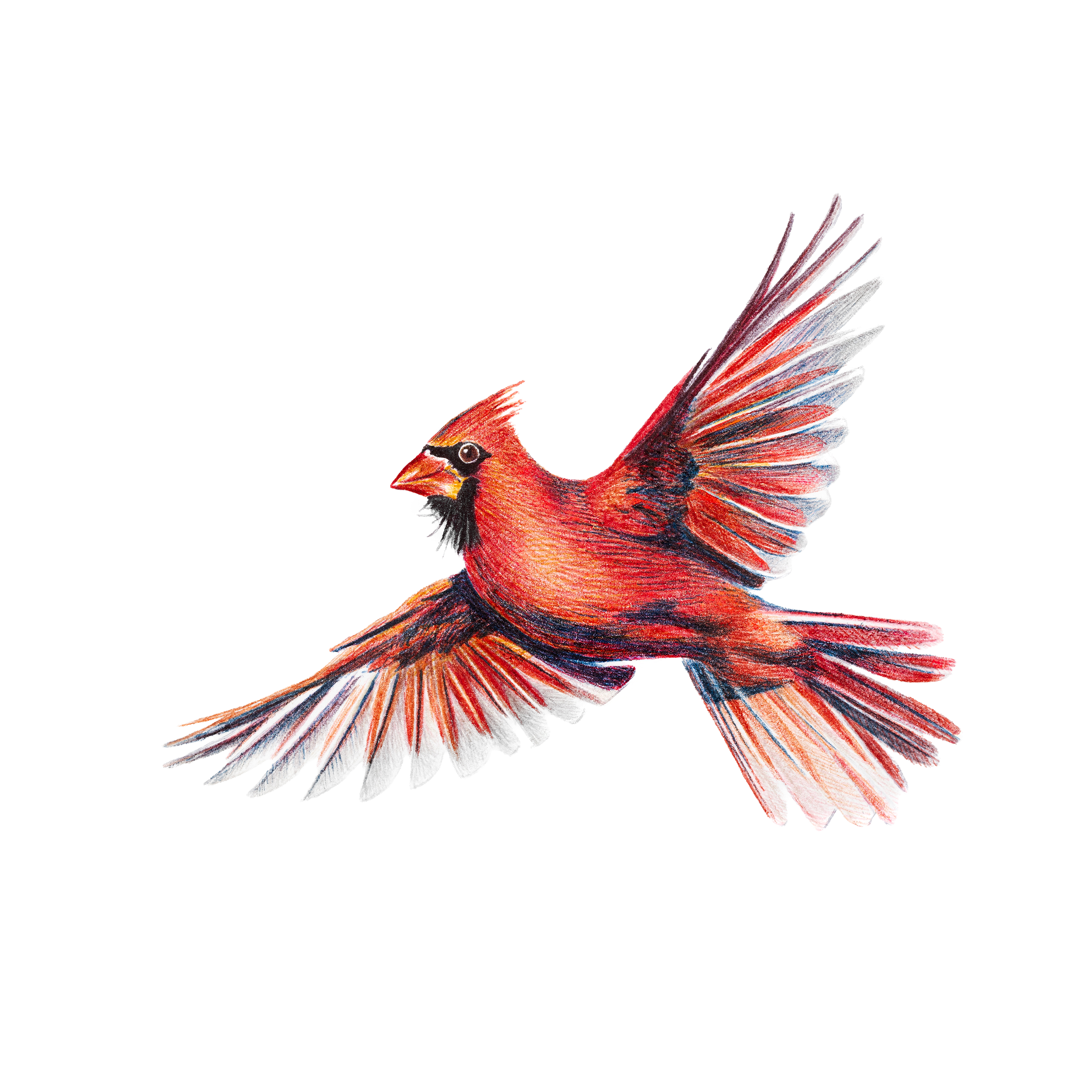 cardinal2.png