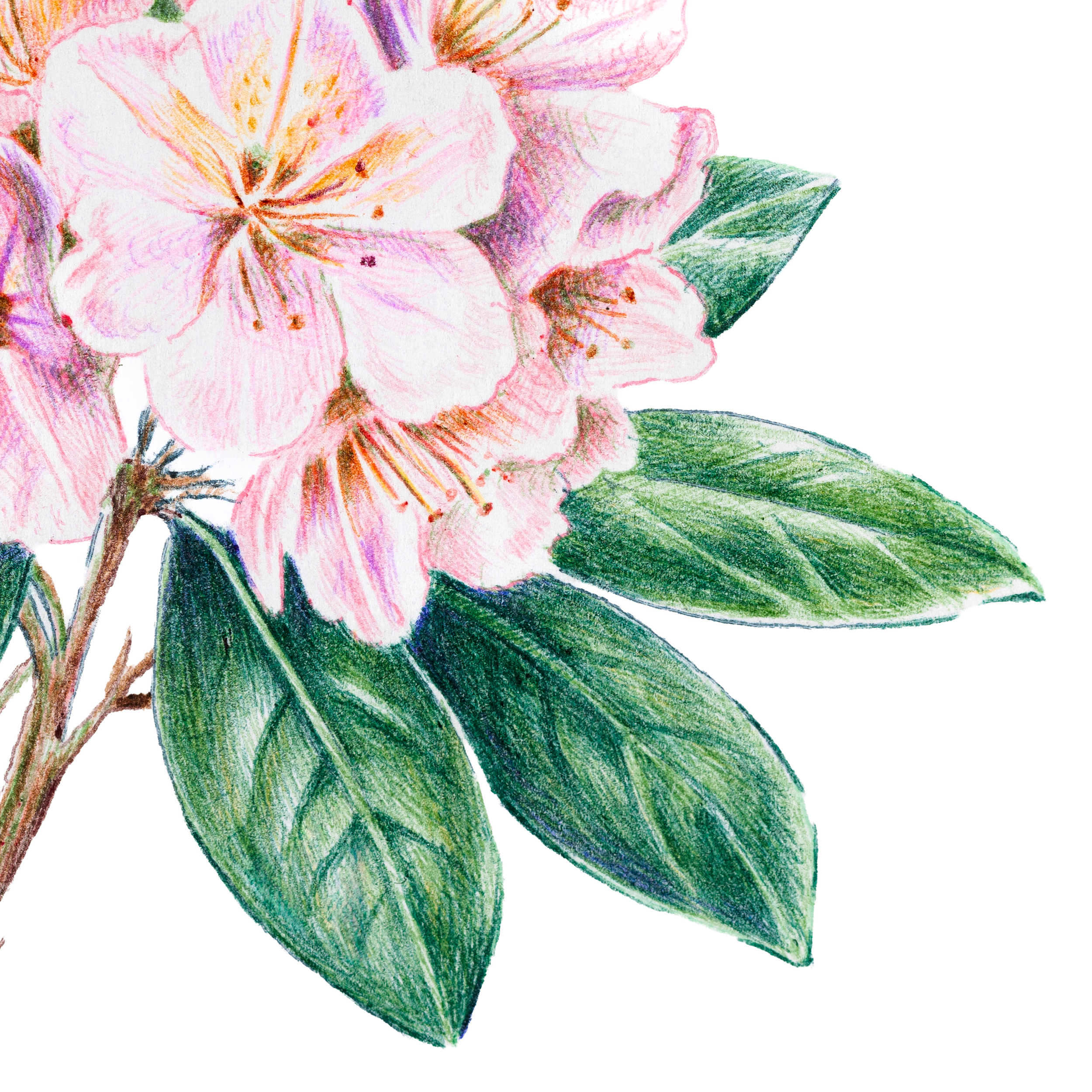 rhododendren3.png