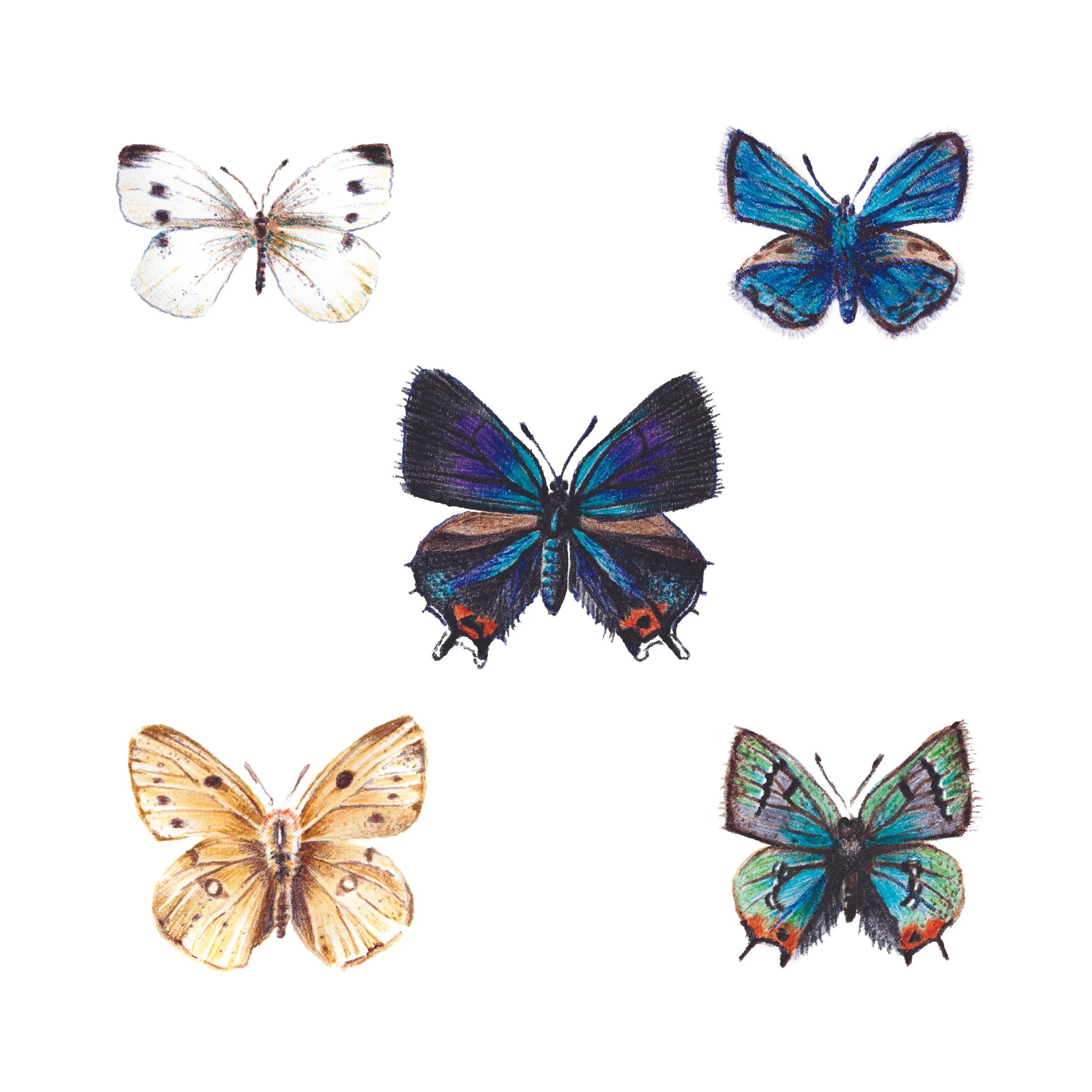 Cabbage White, Spring Azure, Great Purple Hairstreak, Clouded Sulphur, Juniper Hairstreak