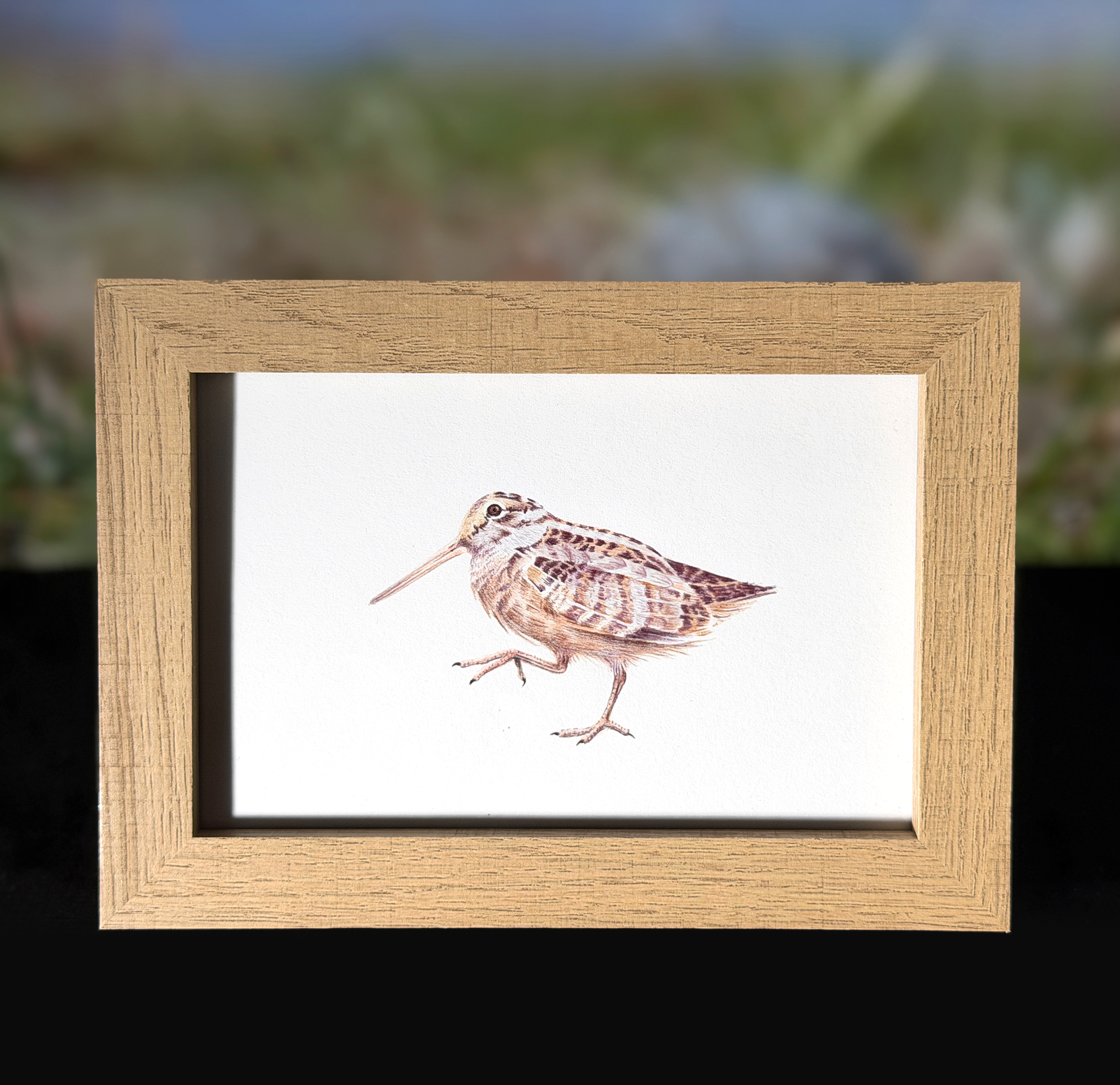 americanwoodcock.png