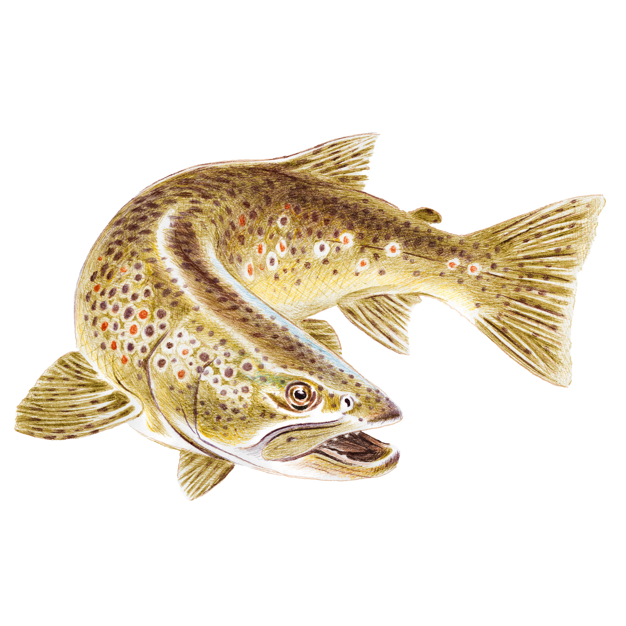 browntrout2.png