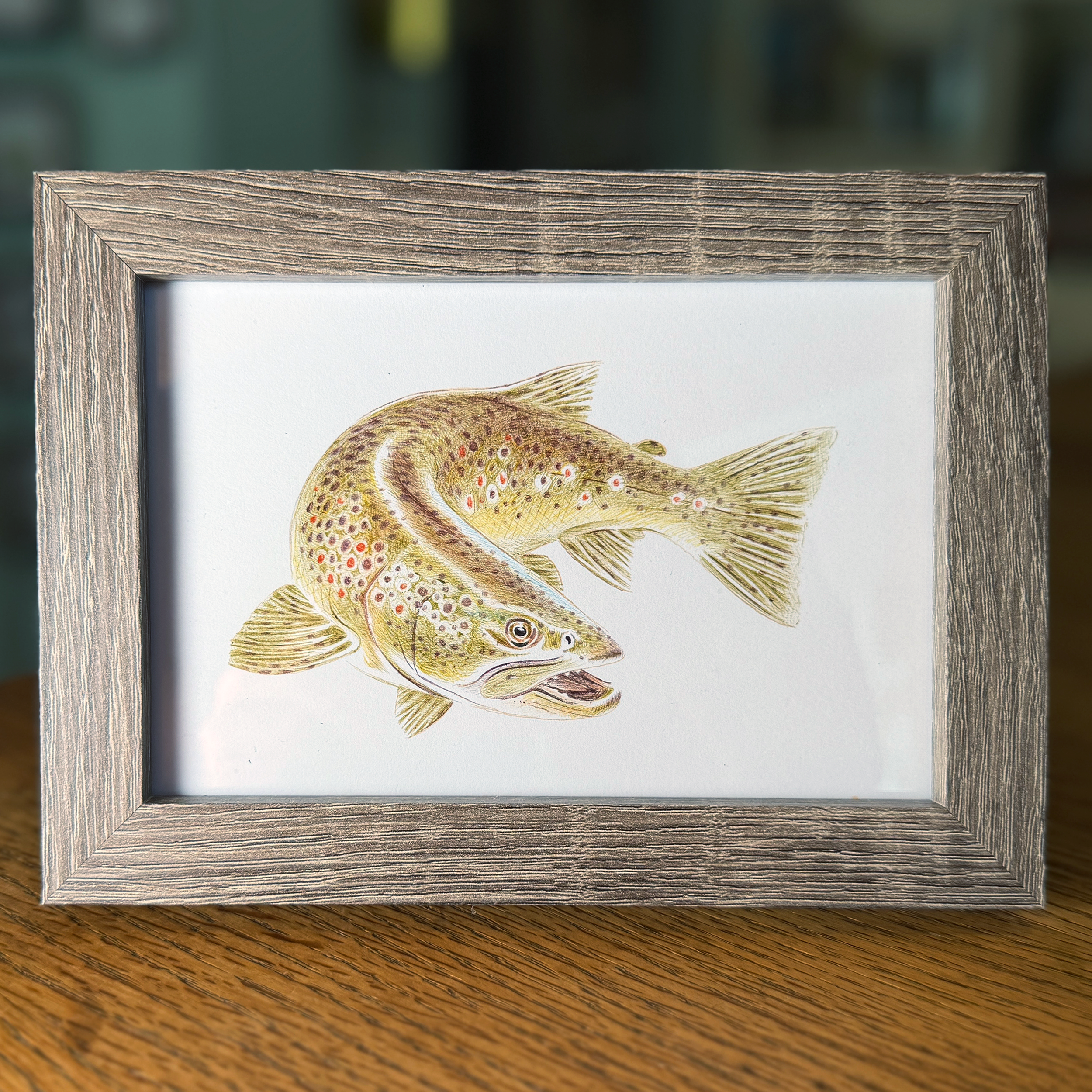 browntrout.png