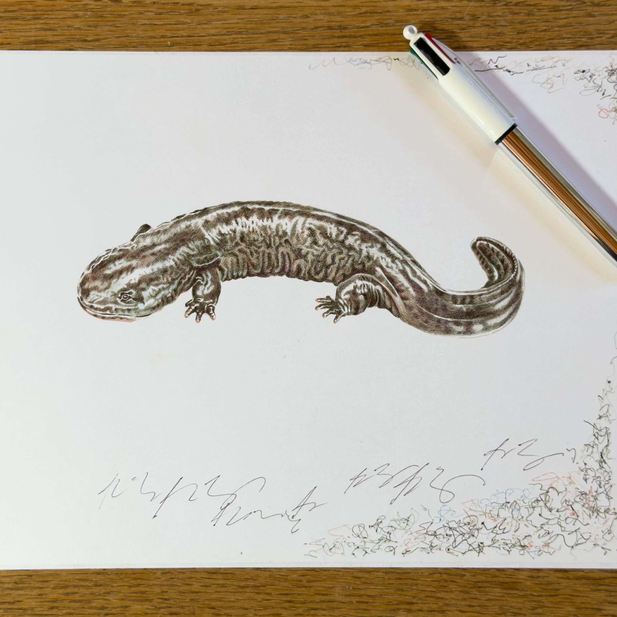hellbender.png