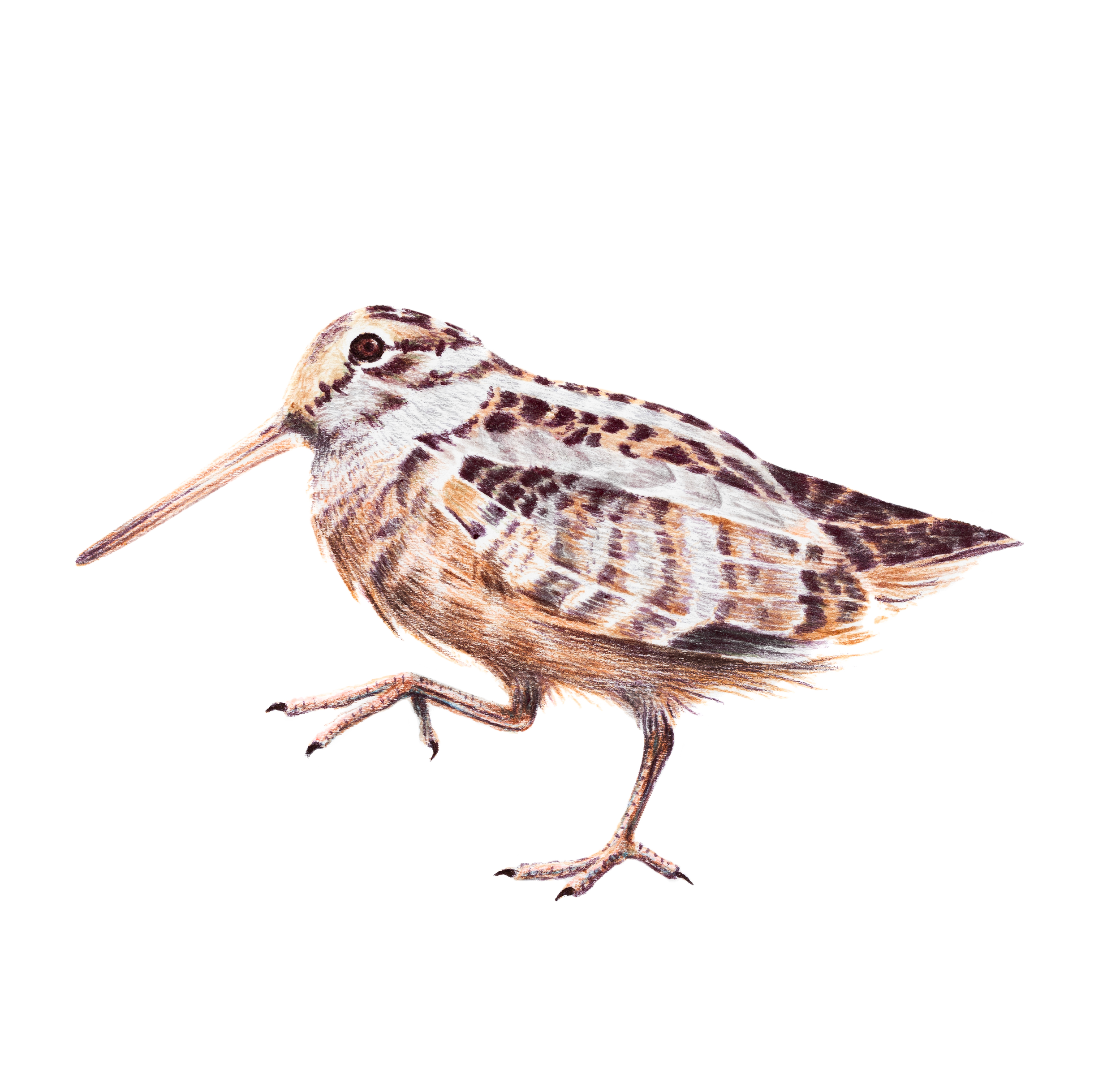 americanwoodcockb.png