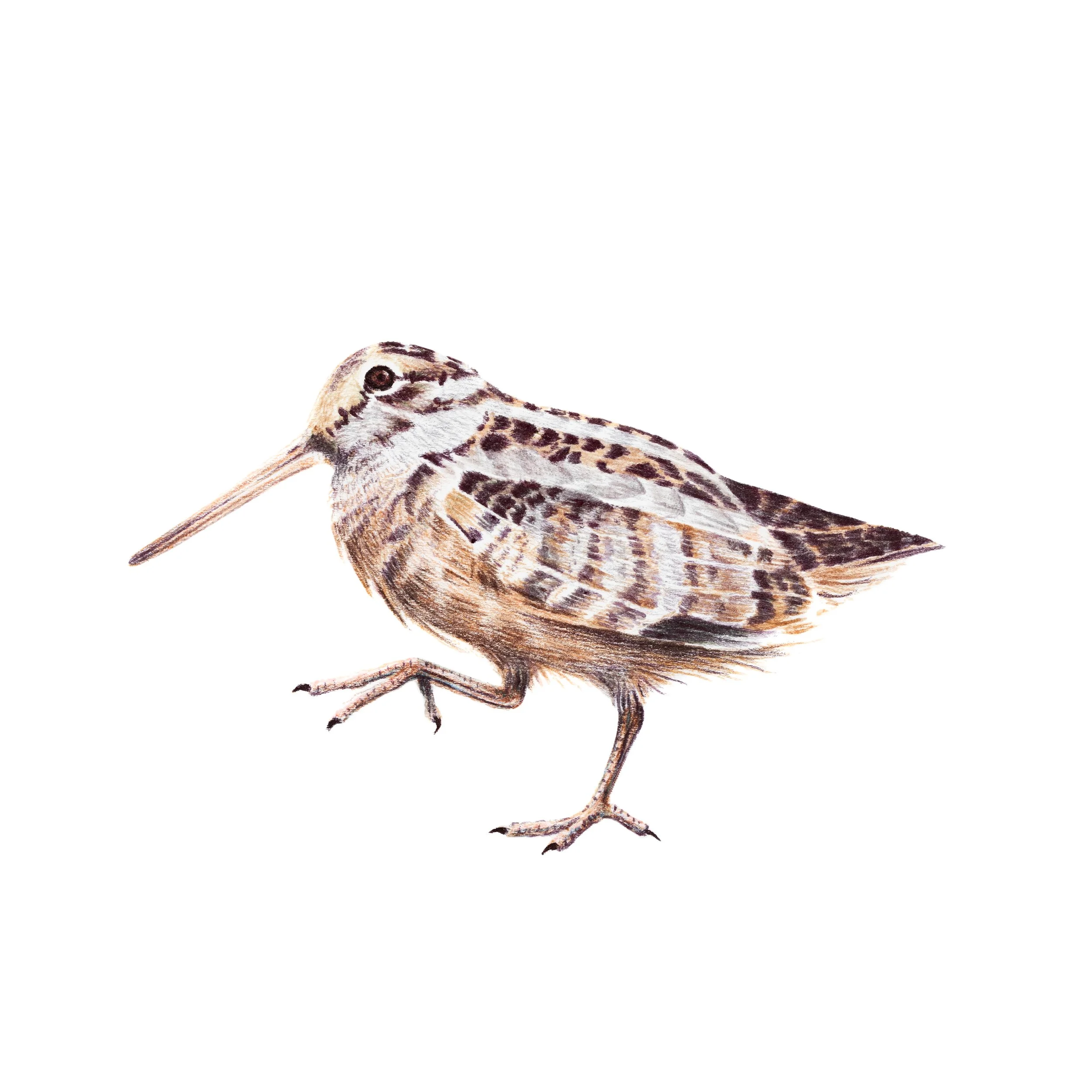 American-Woodcock.jpg