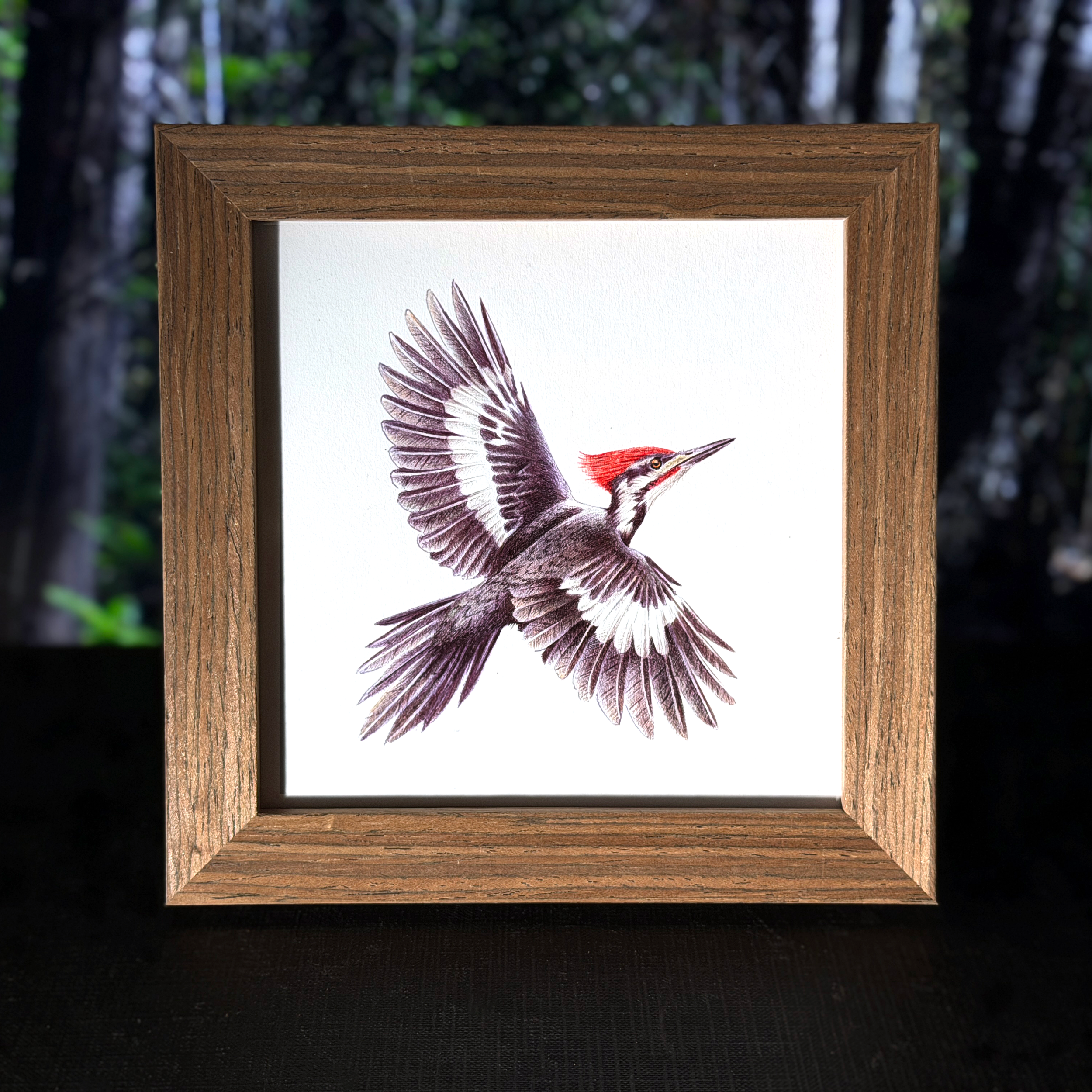 pileatedwoodpecker.png