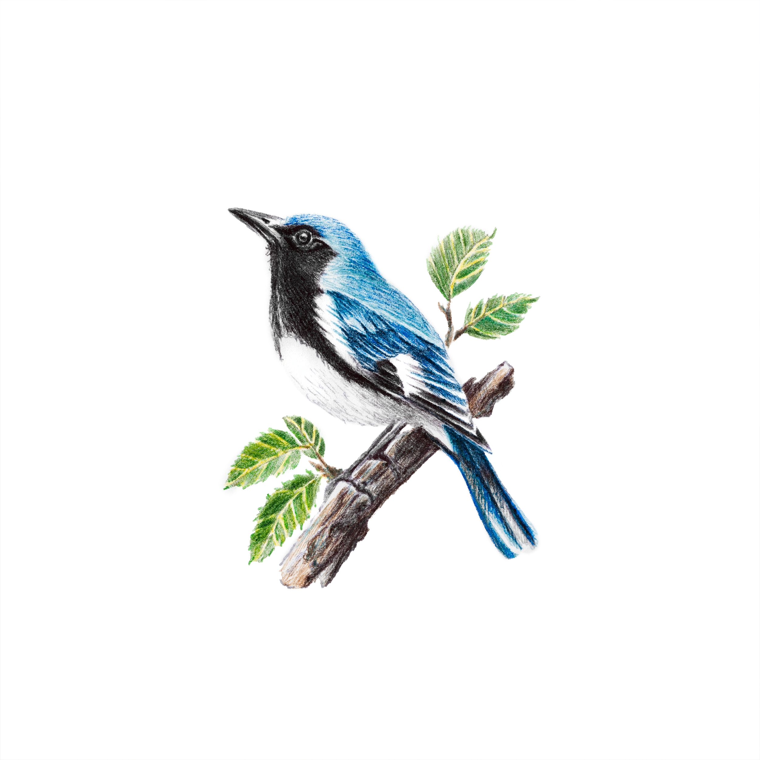 blackthroatedbluewarbler2.png